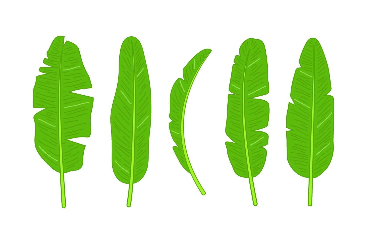 green banana leaves collection with various cartoon illustration vector