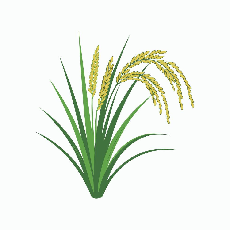 Rice Plant with Golden Grains, Agricultural Crop Illustration, Organic Farming Concept, Harvest Season, Food Production, Design for Micro Stock Market. vector