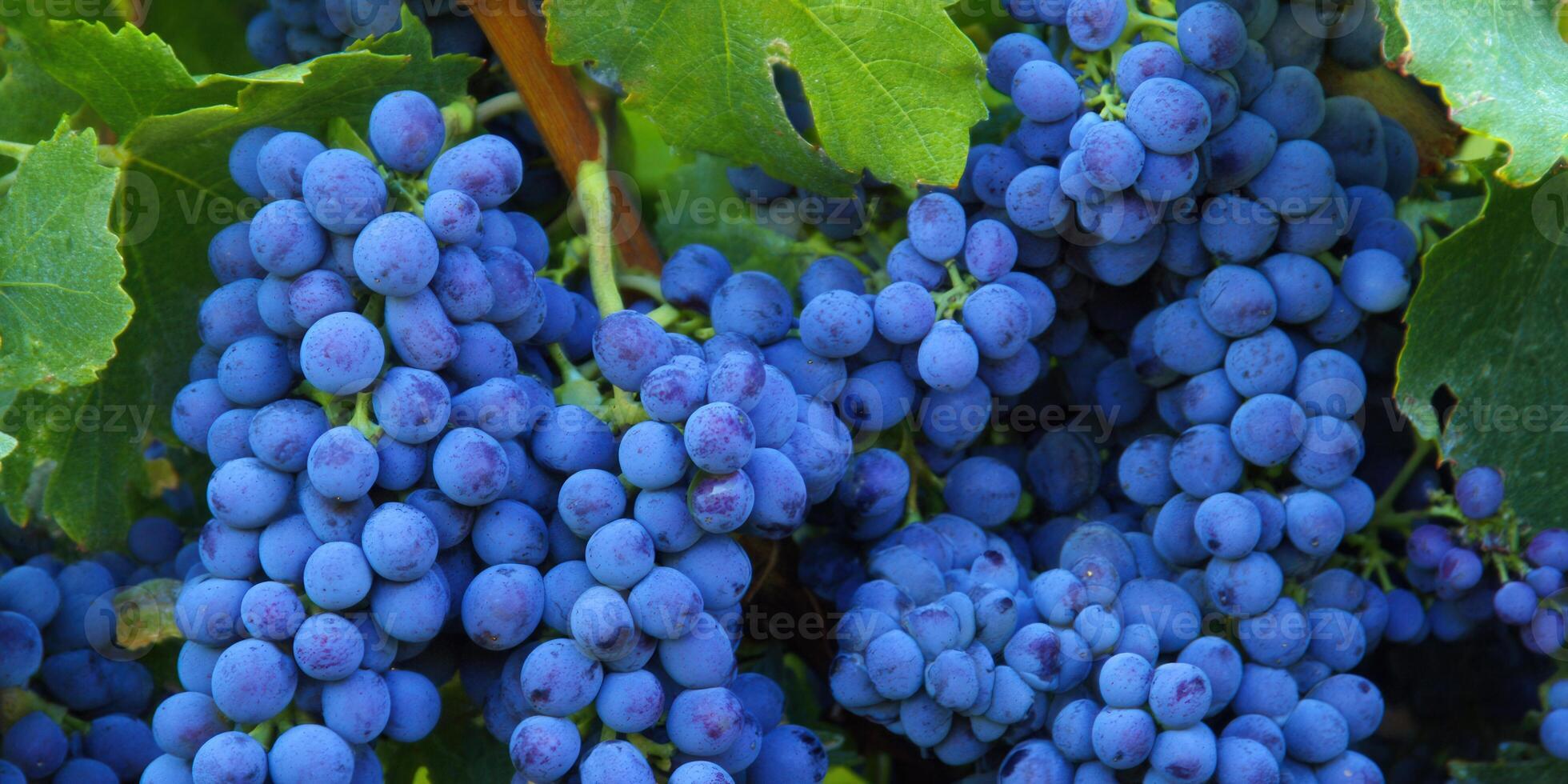 Beautiful cluster of ripe blue grapes ready for harvesting from the vineyard. photo