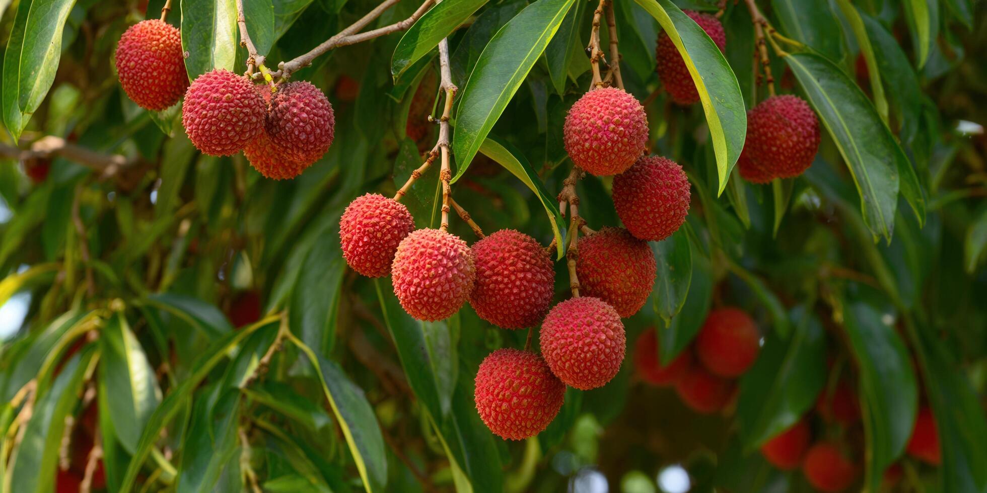 Delicious lychee fruit hanging from a tree branch, ready to be harvested and enjoyed. photo