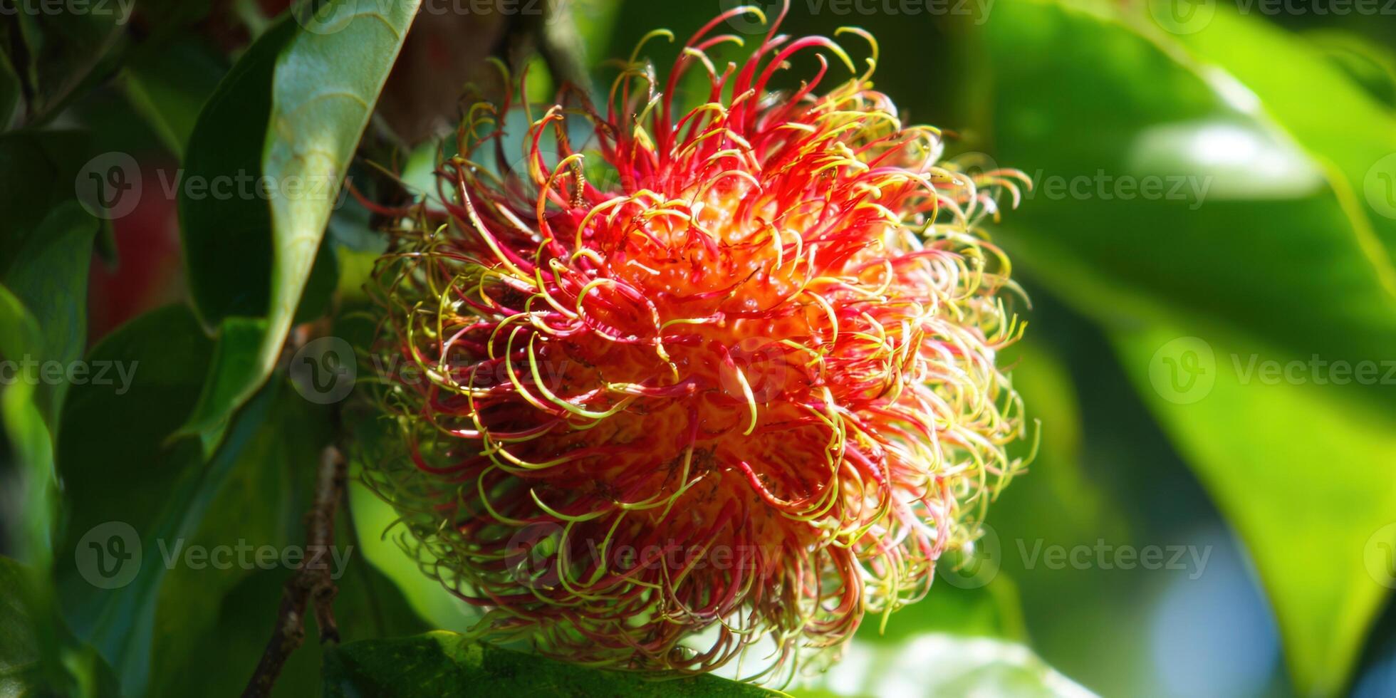 A vibrant rambutan fruit bursting with color, a sweet treat on the tree. photo