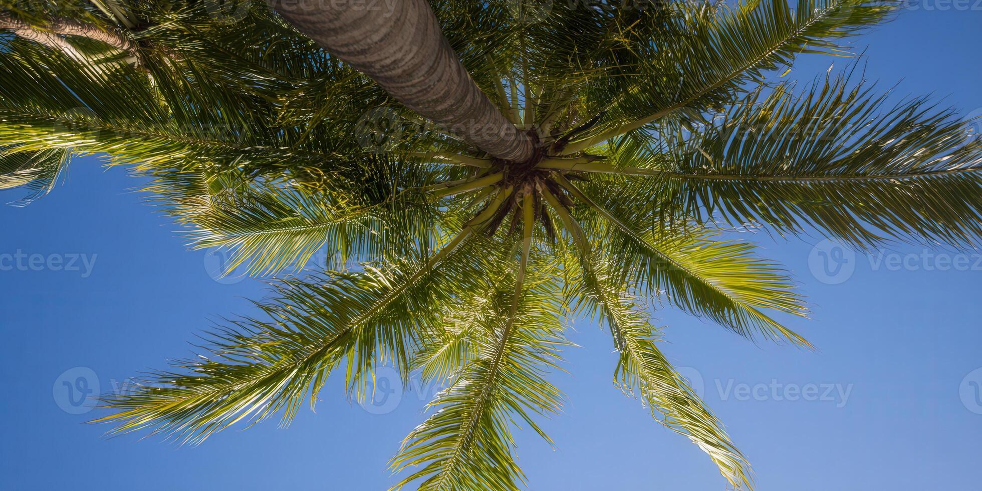 A vibrant palm tree reaches towards a clear blue sky, captured from below. photo