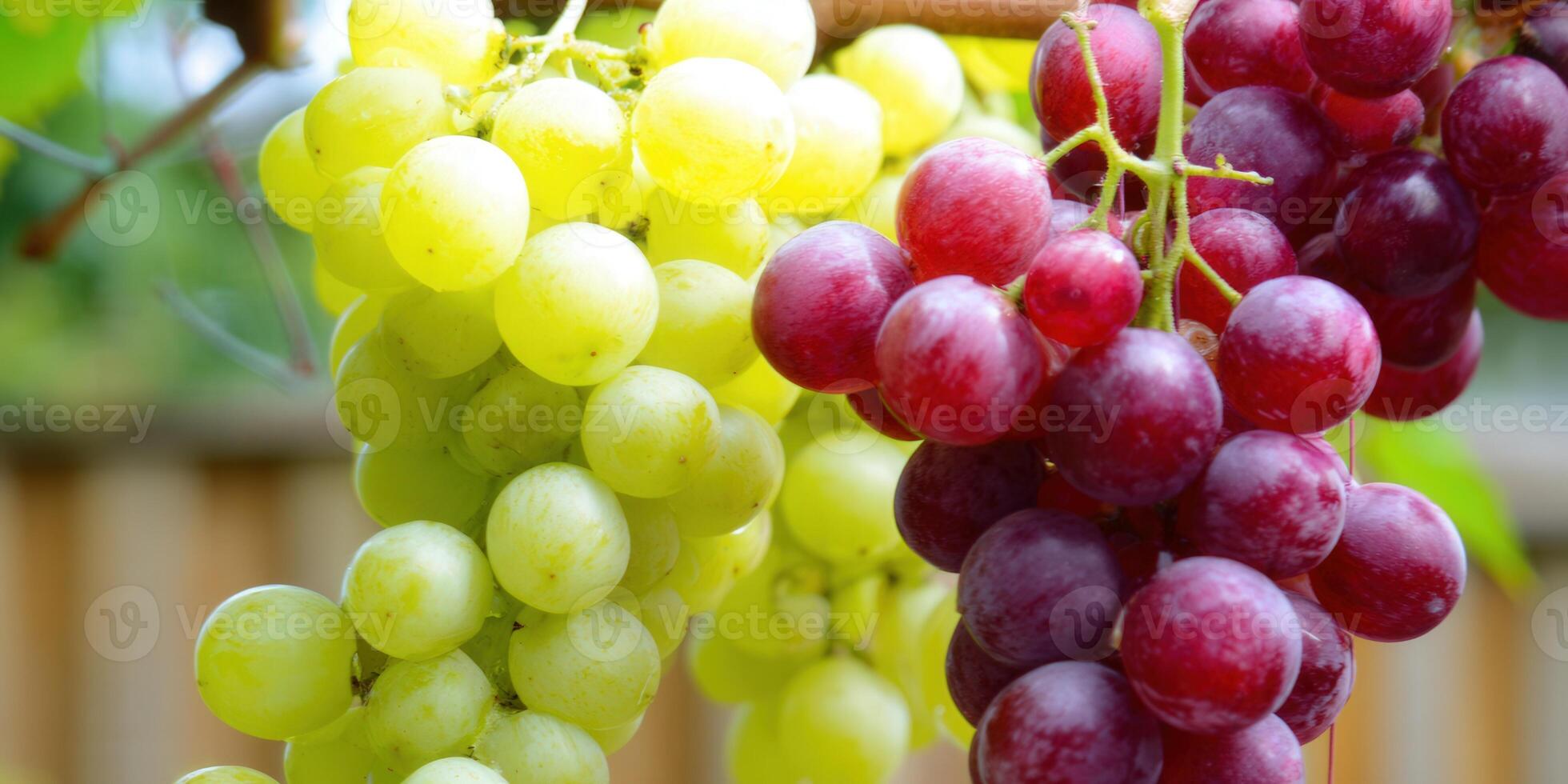 Juicy clusters of red and green grapes ready to be harvested in a sunlit vineyard. photo