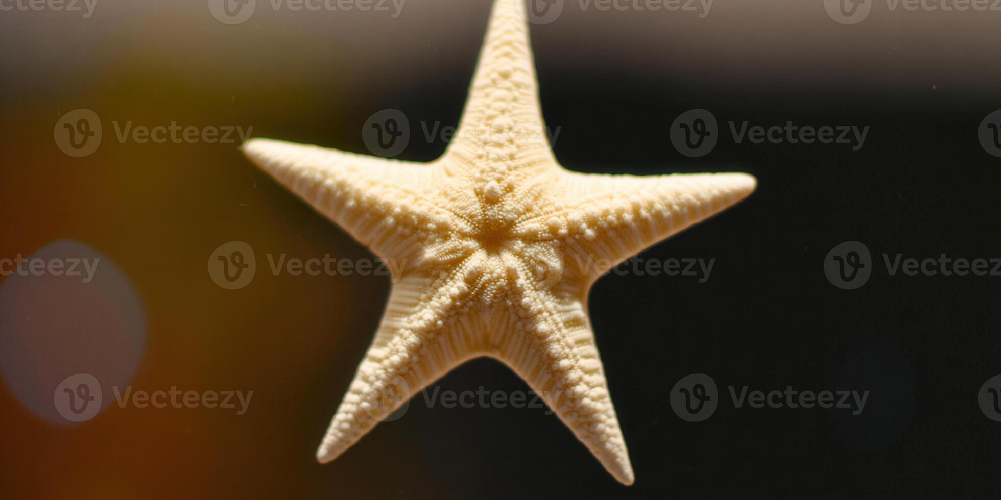 A beautifully lit starfish shows off its unique five-point star shape against a blurred background. photo
