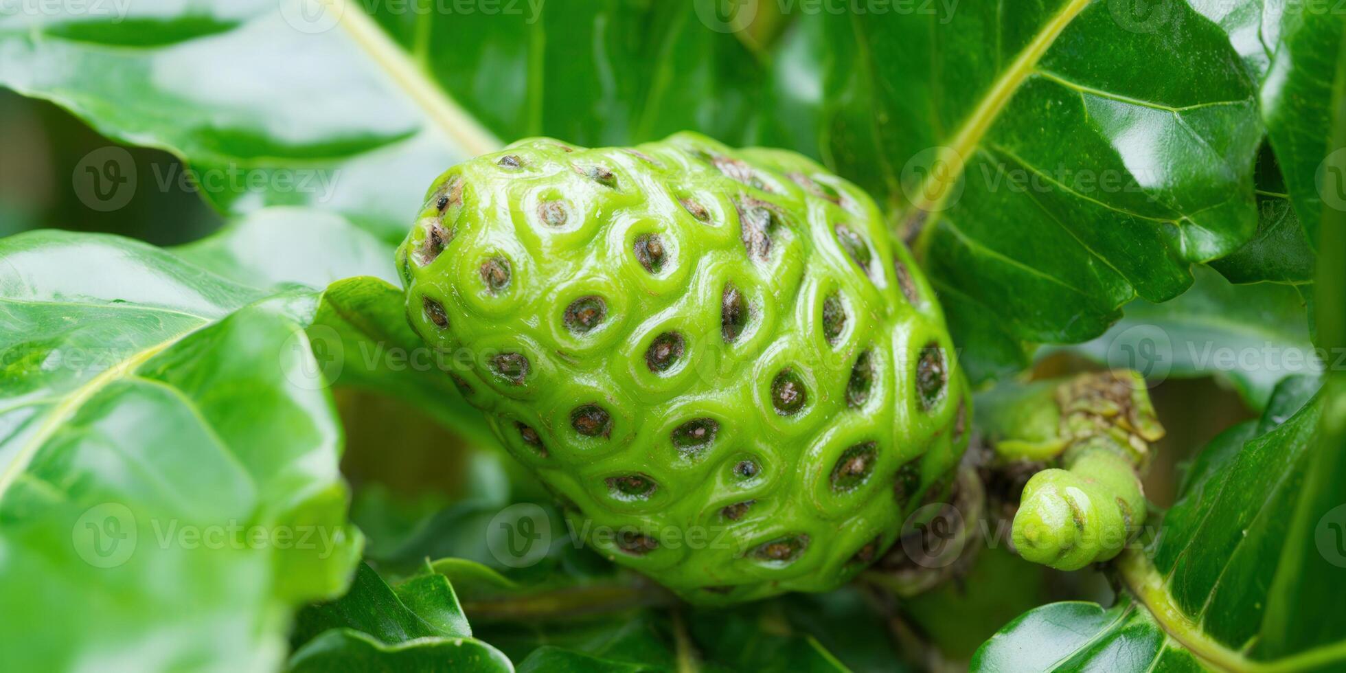 A close-up showcases the unique texture of a green noni fruit with fresh green leaves. photo