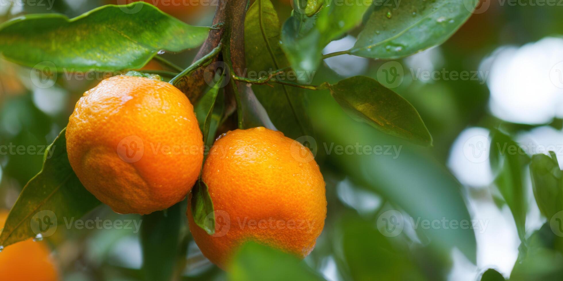 Two ripe mandarins hang from a tree branch, captured in a close-up shot with water droplets. photo