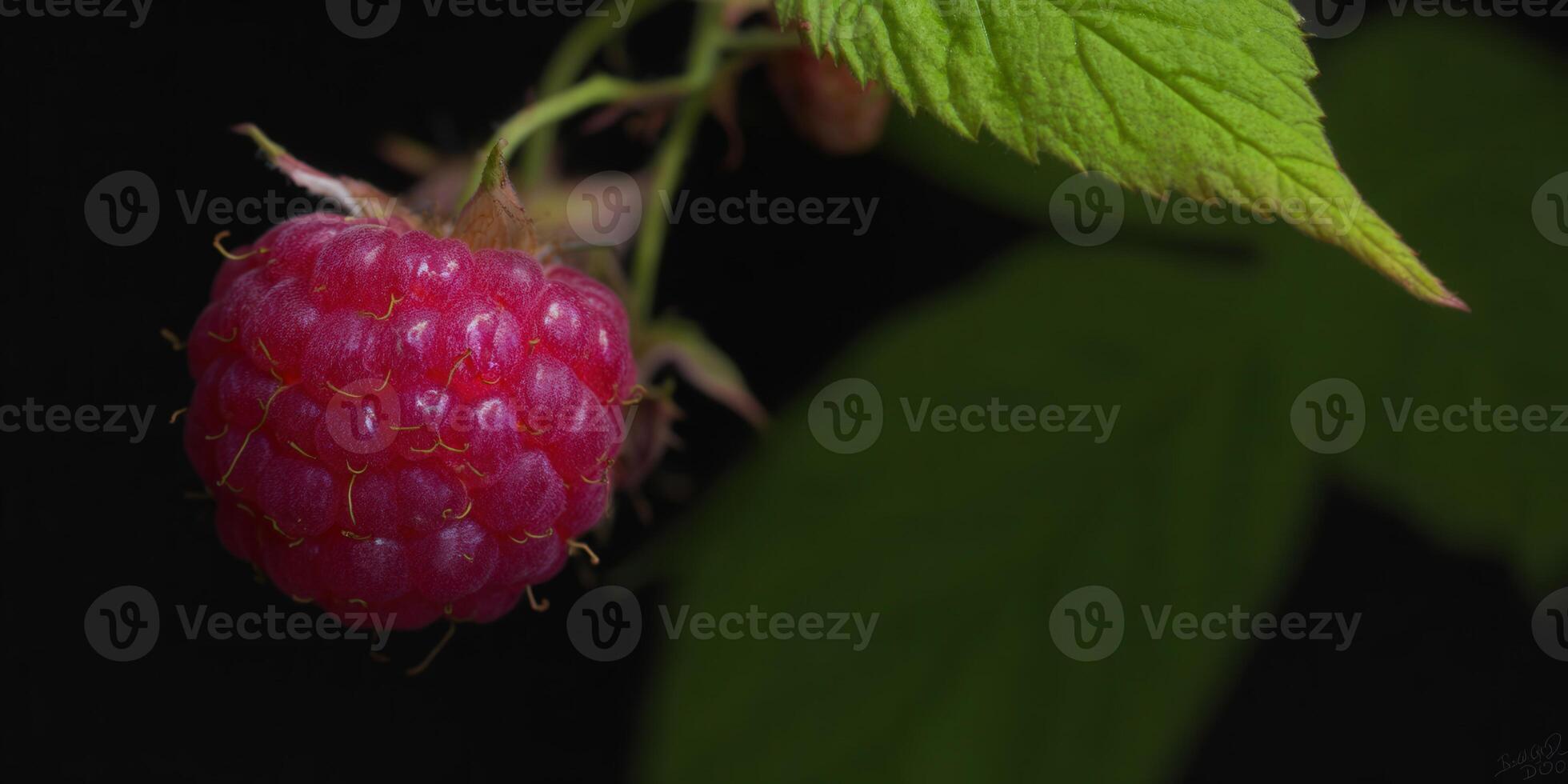 A vibrant red raspberry is captured in sharp detail with its green foliage, set against a dark backdrop. photo
