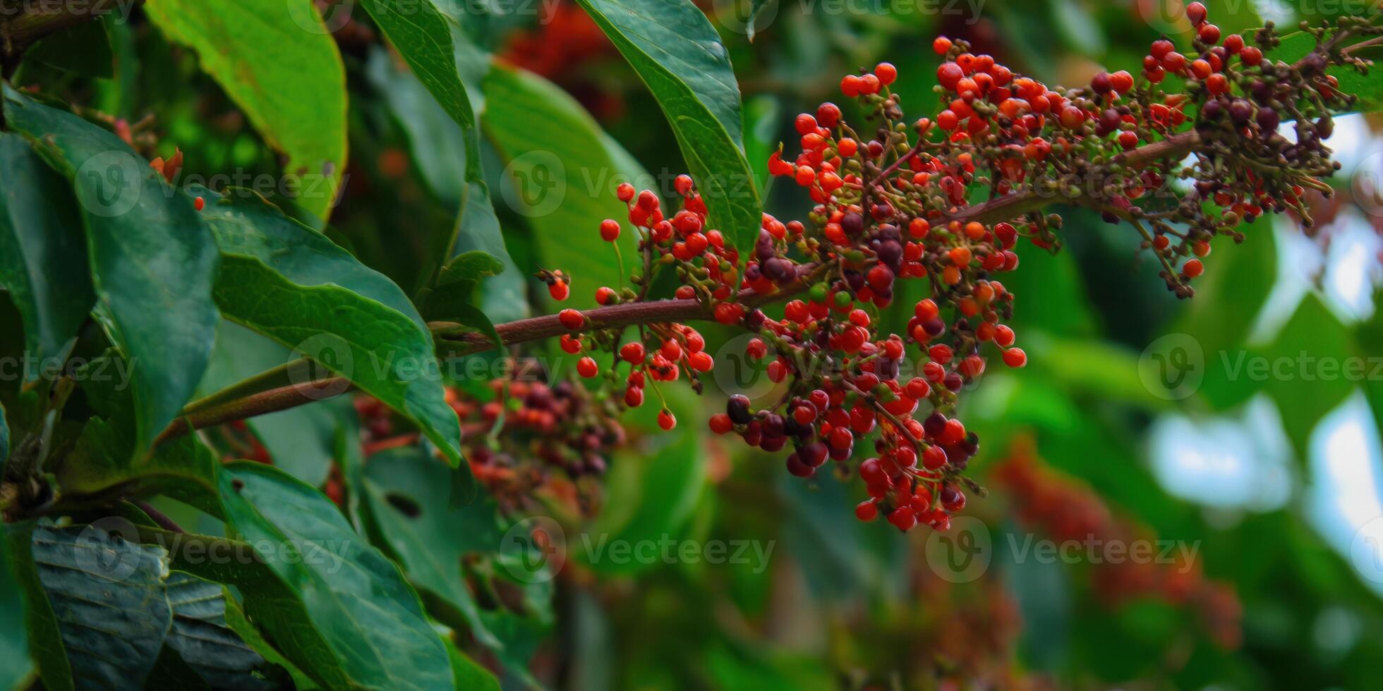 A captivating close-up showcases vibrant red berries on a lush green plant branch. photo