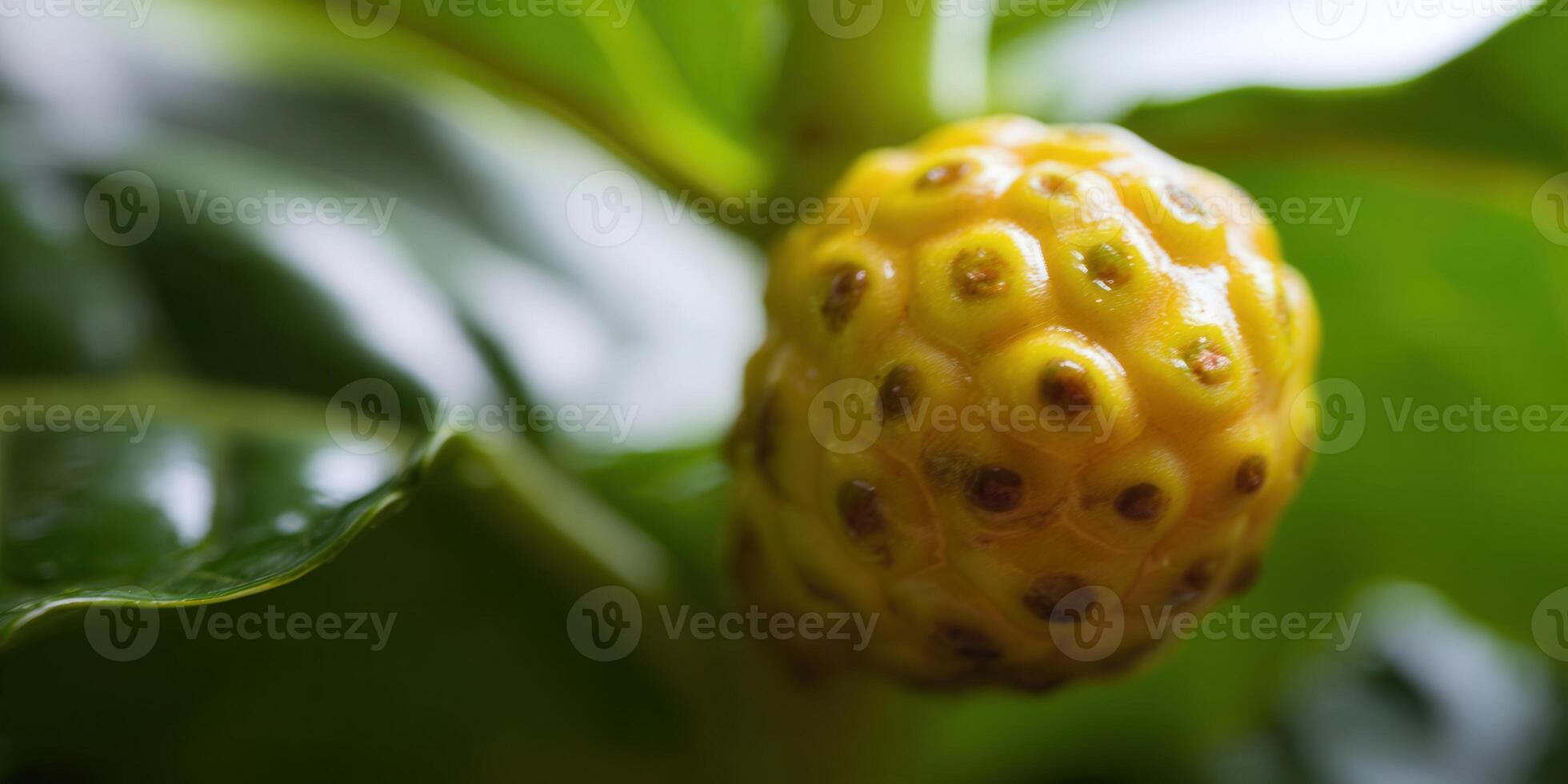 A ripe, yellow noni fruit with a textured surface, captured in a detailed close-up. photo