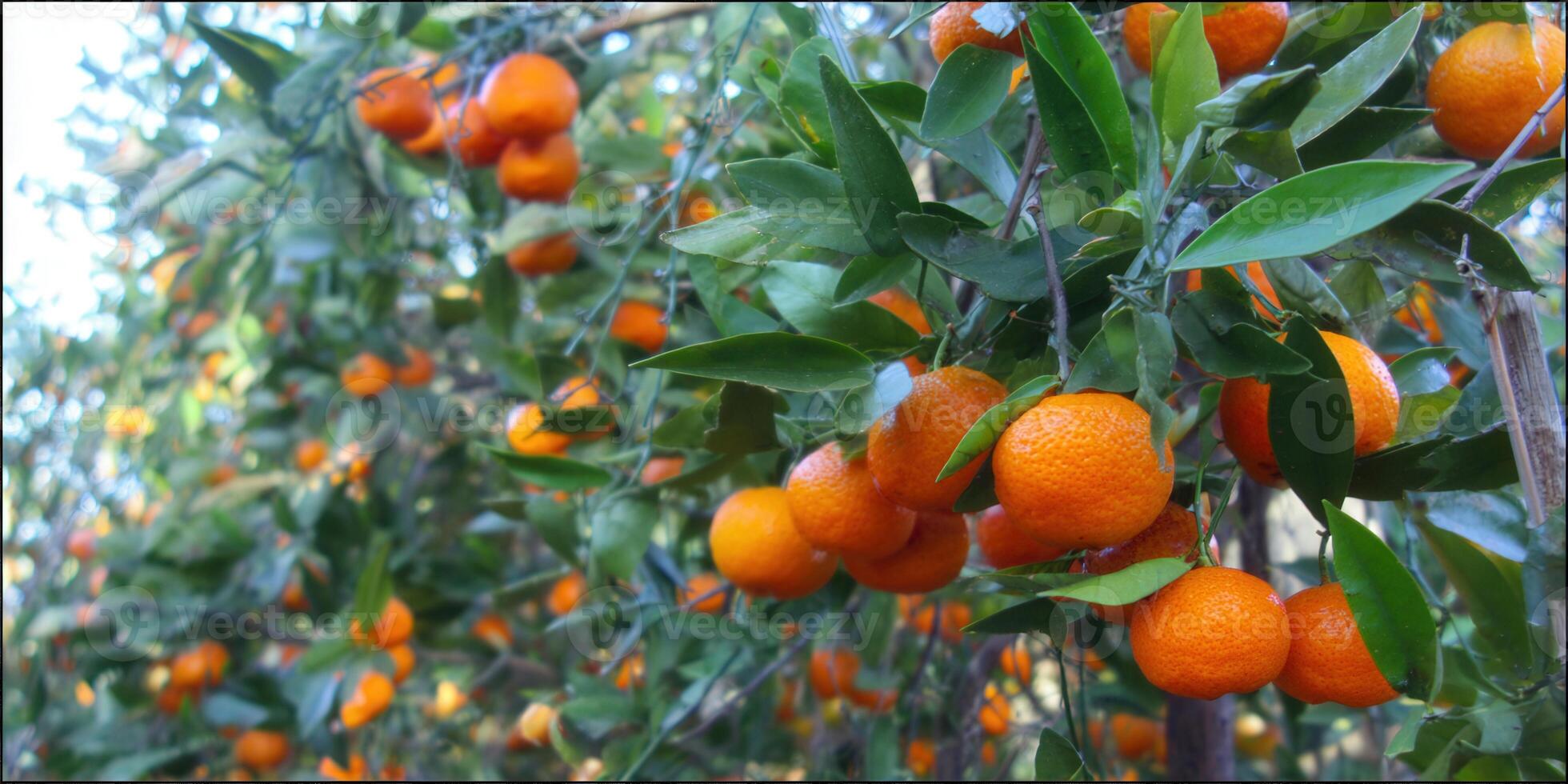 Close-up of a tangerine tree laden with ripe, juicy, and vibrant oranges. photo