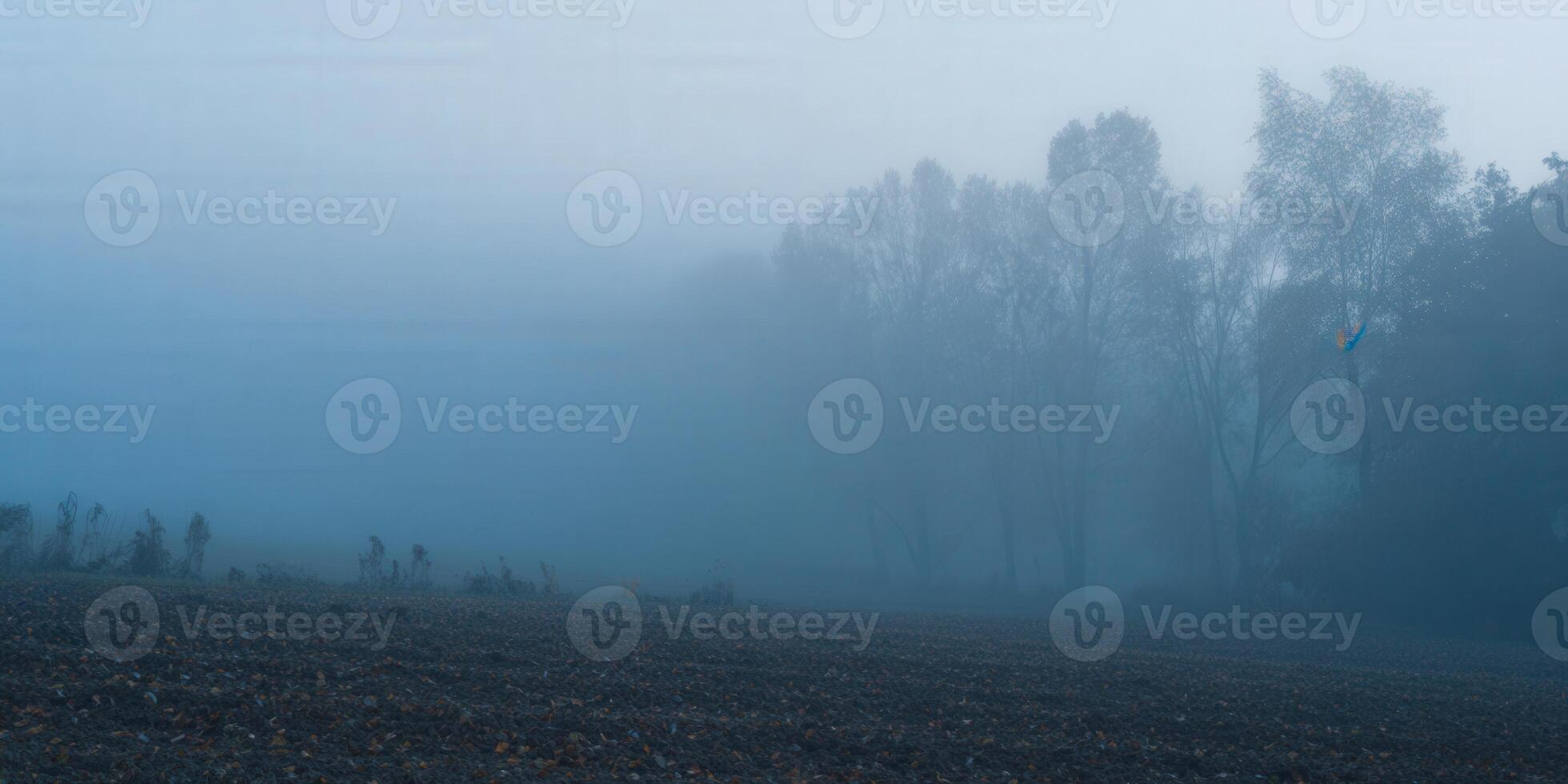 Misty trees in a field create a calm and serene, foggy landscape during a beautiful morning. photo