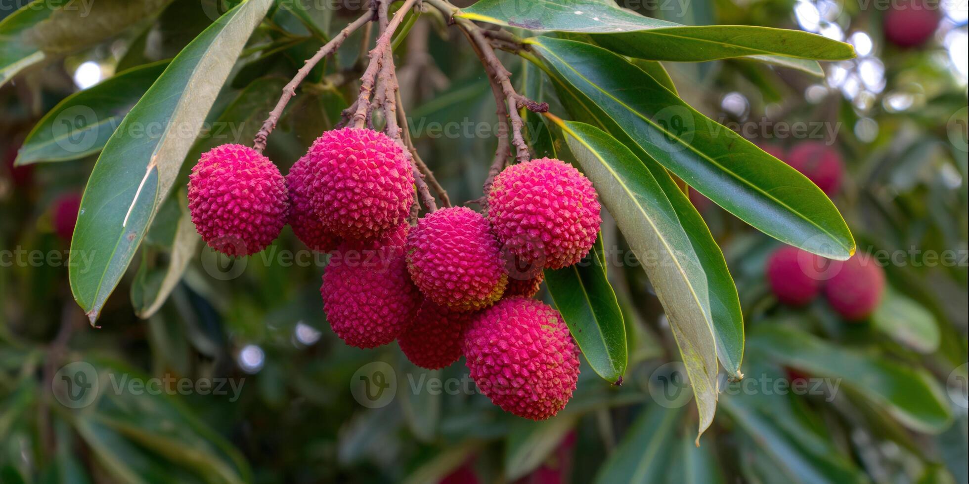 Vibrant close-up of fresh lychee fruits hanging from a tree branch with green leaves. photo