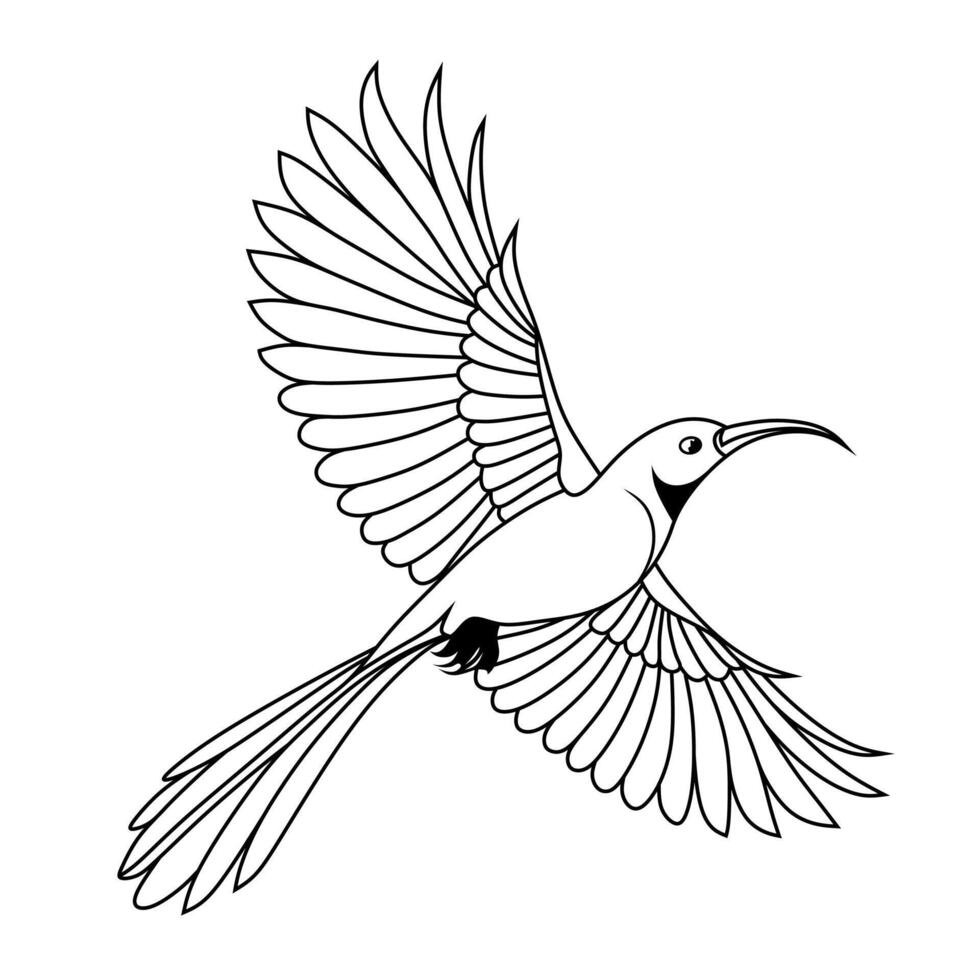 Line Art of Flying Crimson Sunbird vector