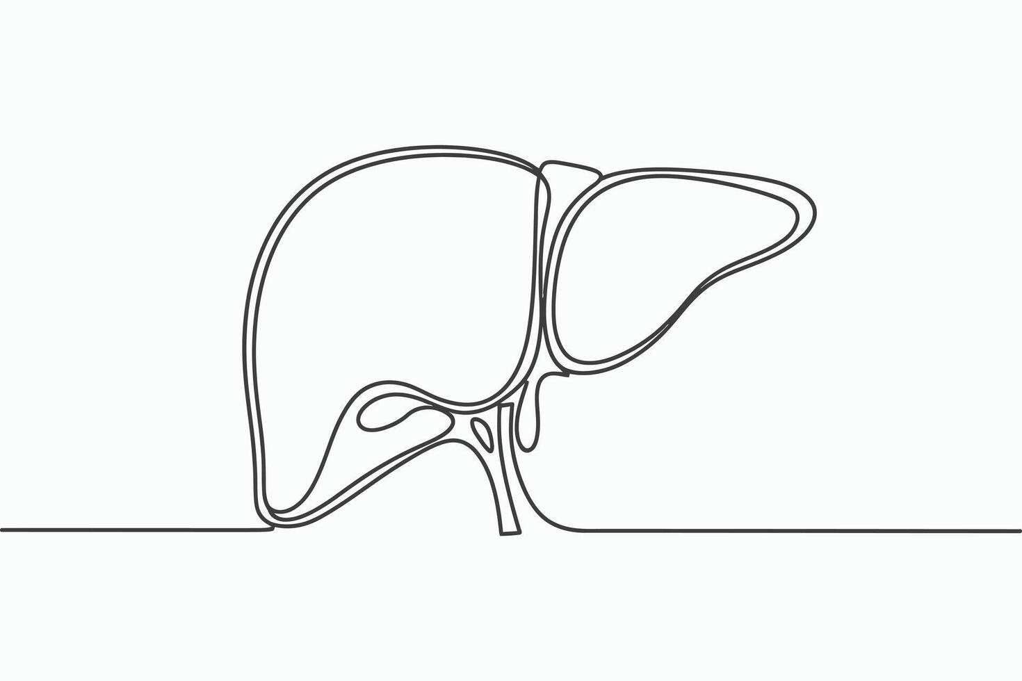 Minimalist line art drawing of the human liver vector