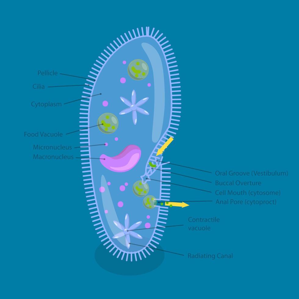 3D Isometric Flat Illustration of Anatomy of Paramecium Caudatum, Educational Diagram vector