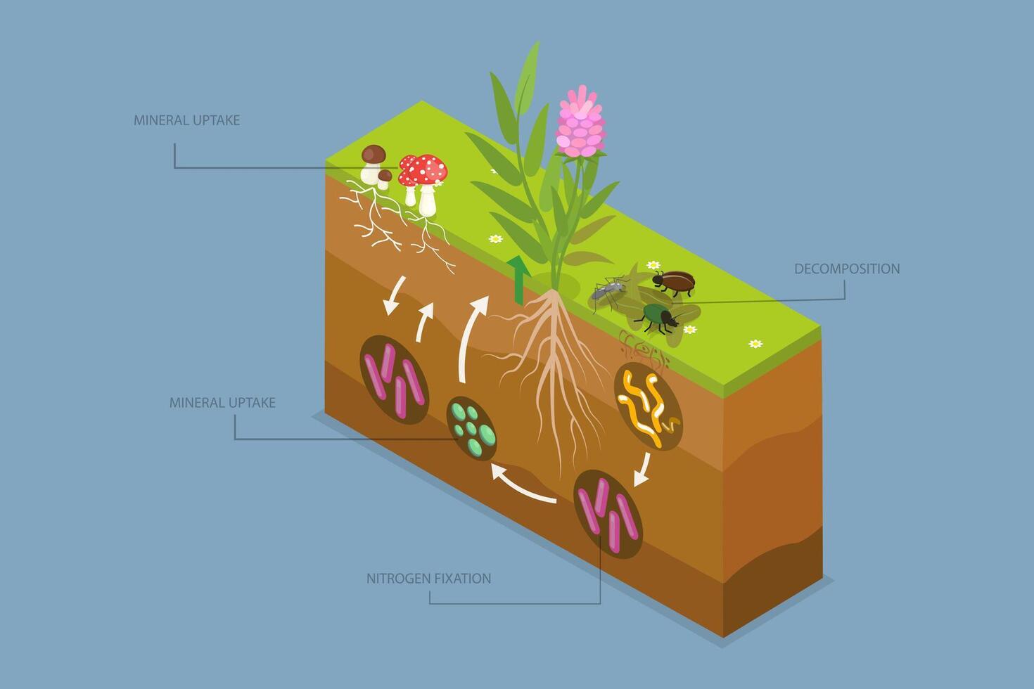 3D Isometric Flat Illustration of Nutrient Cycling, Process of Nutrients Moving Through an Ecosystem vector
