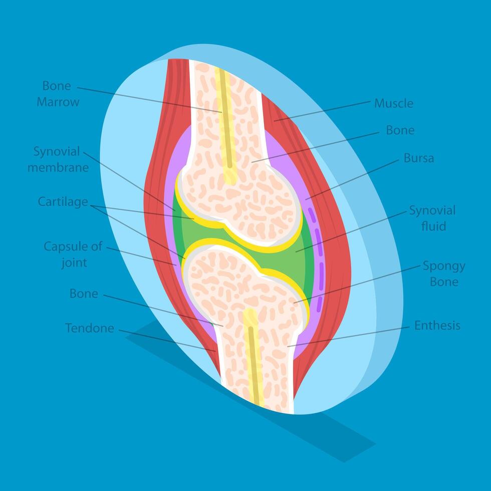 3D Isometric Flat Illustration of Anatomy Of Joints, Structure And Function vector