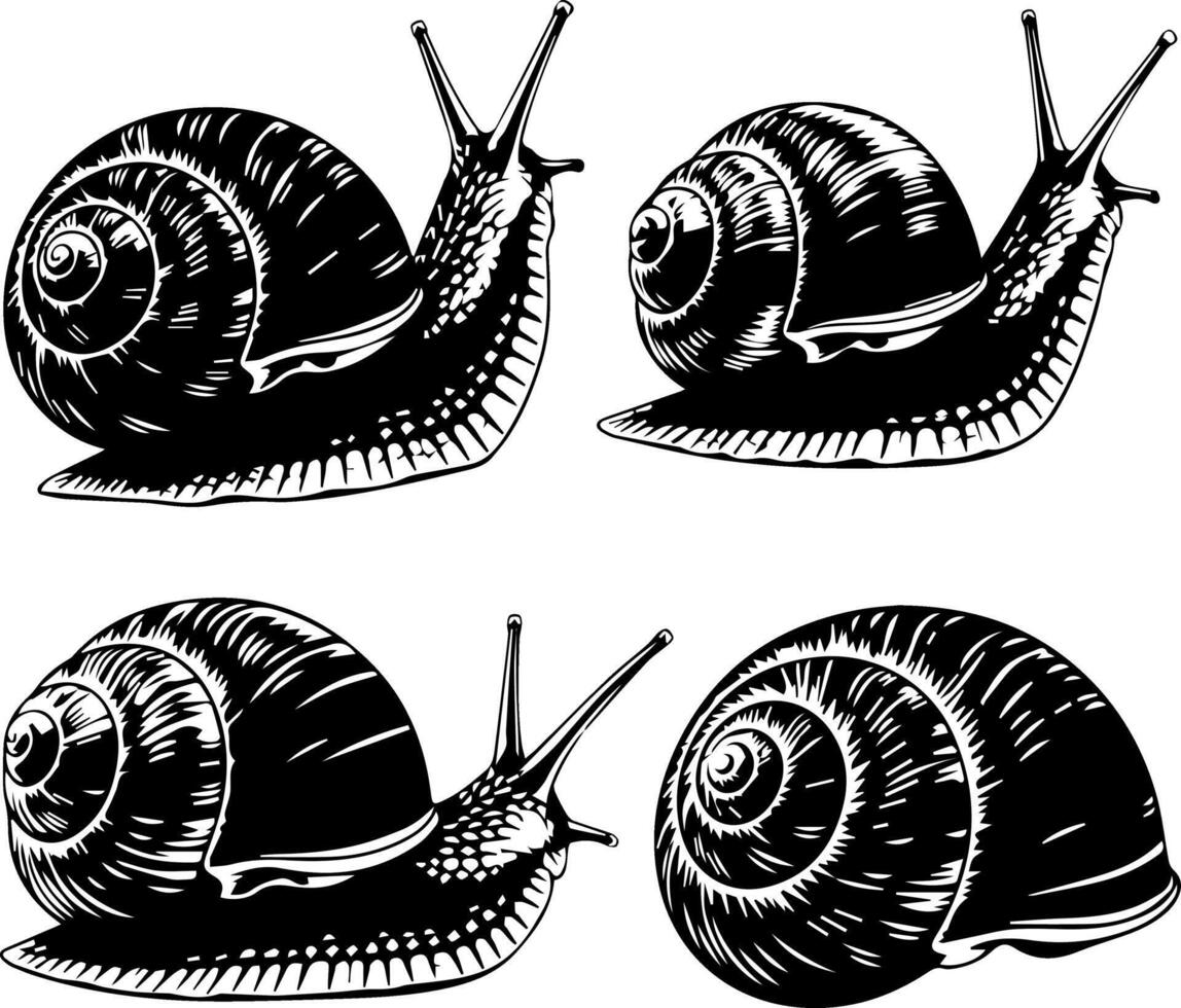 Detailed black and white illustrations of four snails in motion vector