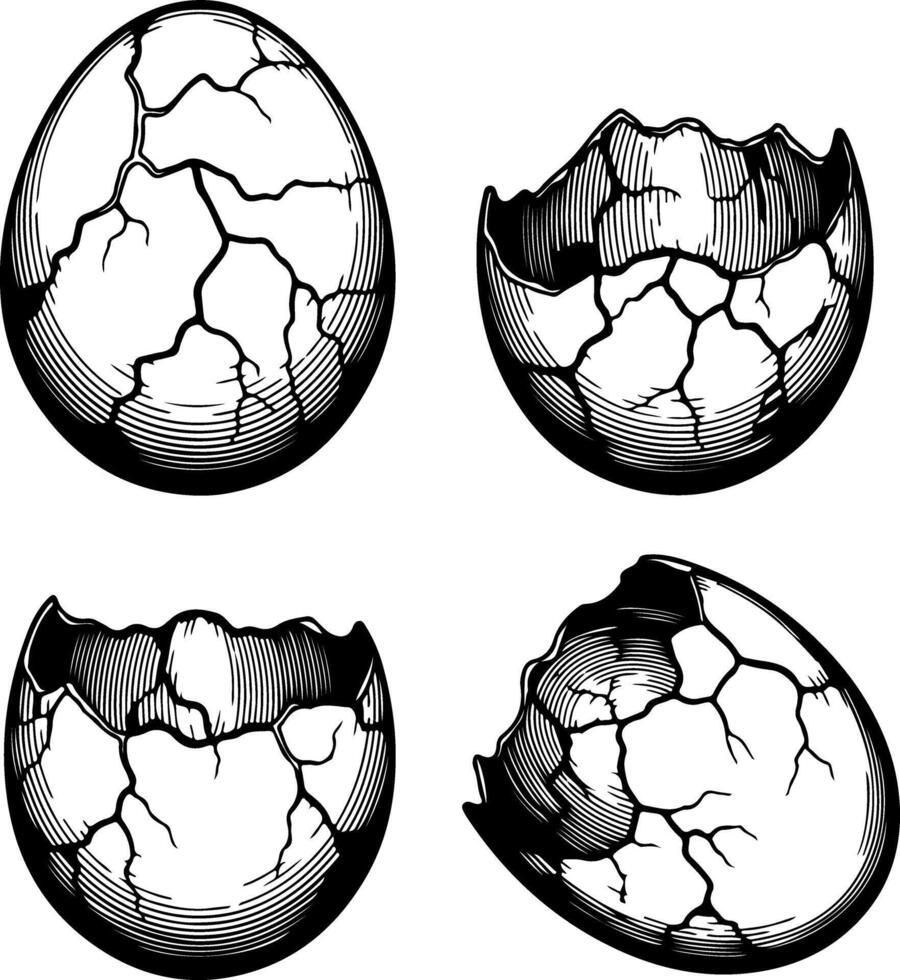 Detailed illustration of a cracked eggshell in four stages of breakage vector