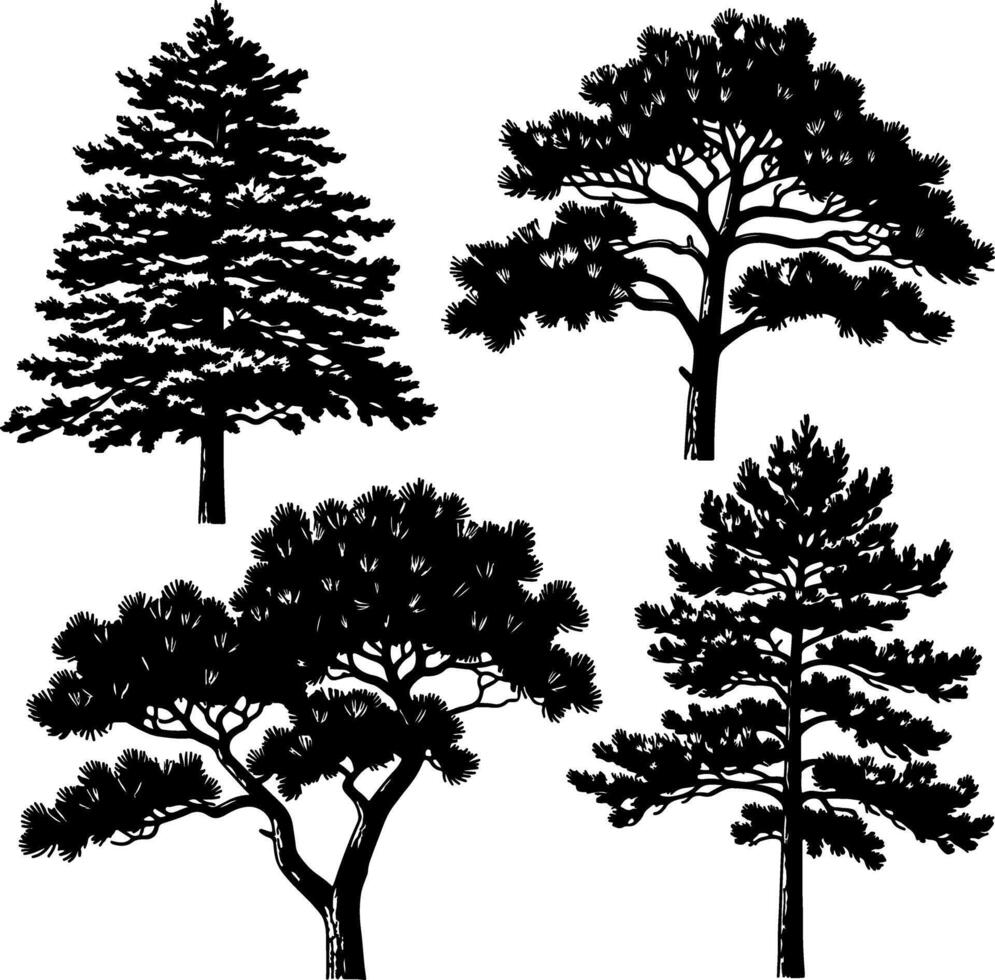 Detailed black and white illustrations of four distinct pine tree varieties vector