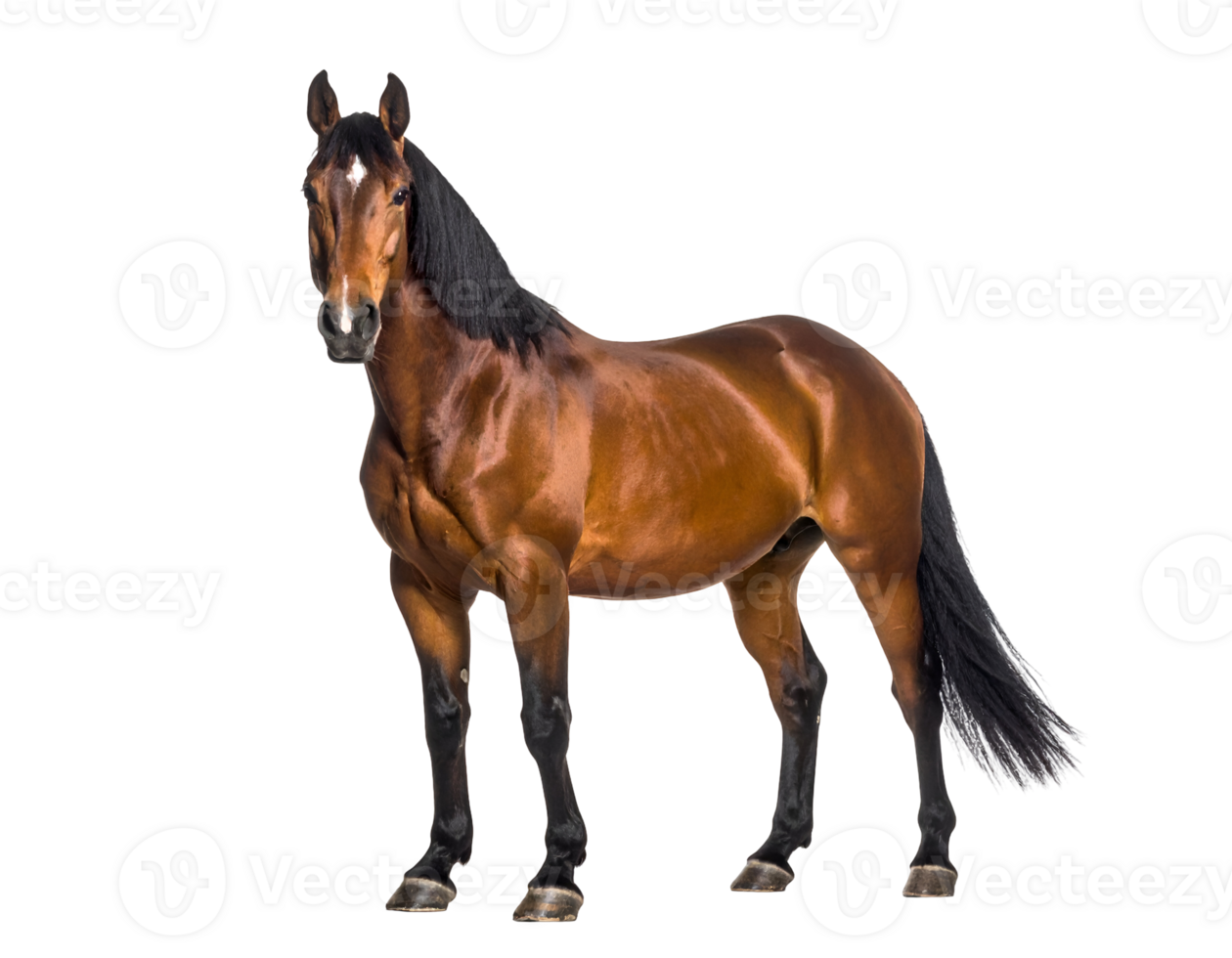 A majestic bay horse with a distinctive white blaze stands poised and powerful, looking directly forward. png