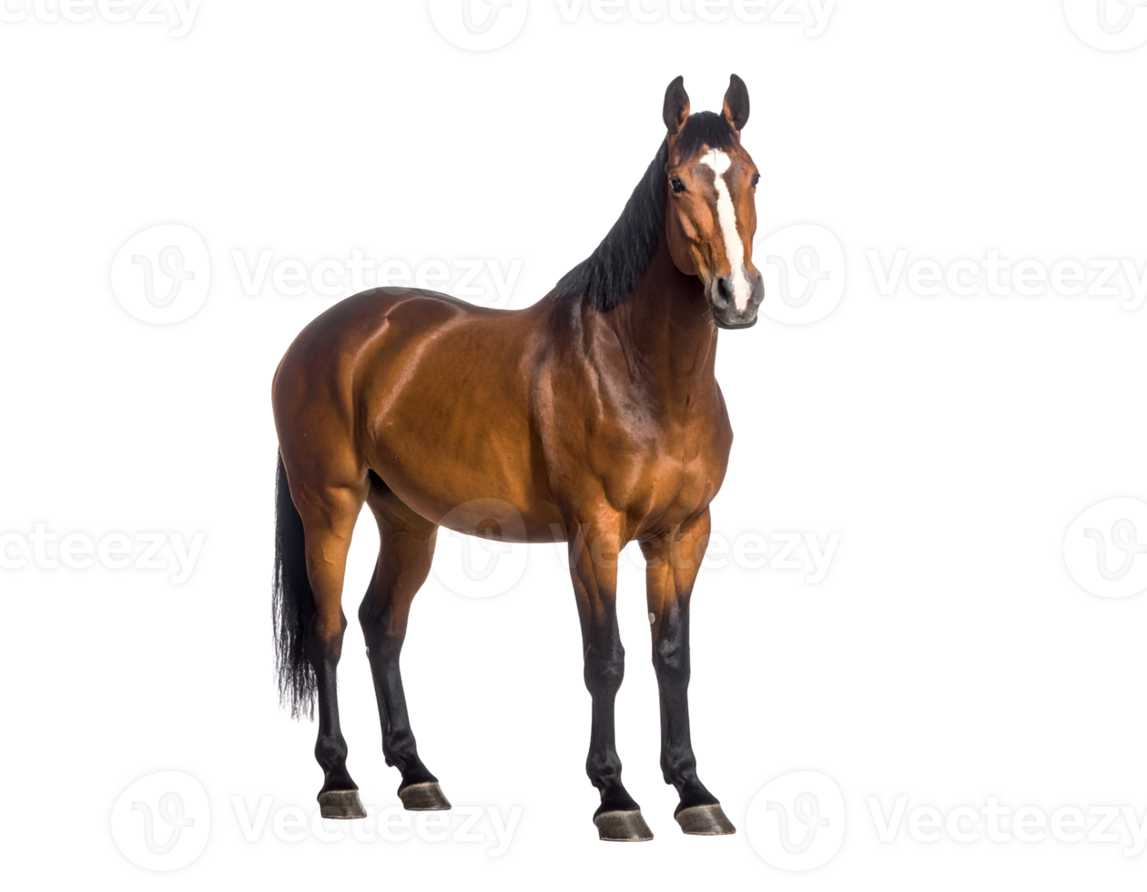 A powerful bay horse with a distinctive white blaze stands confidently, showcasing its athletic build. png