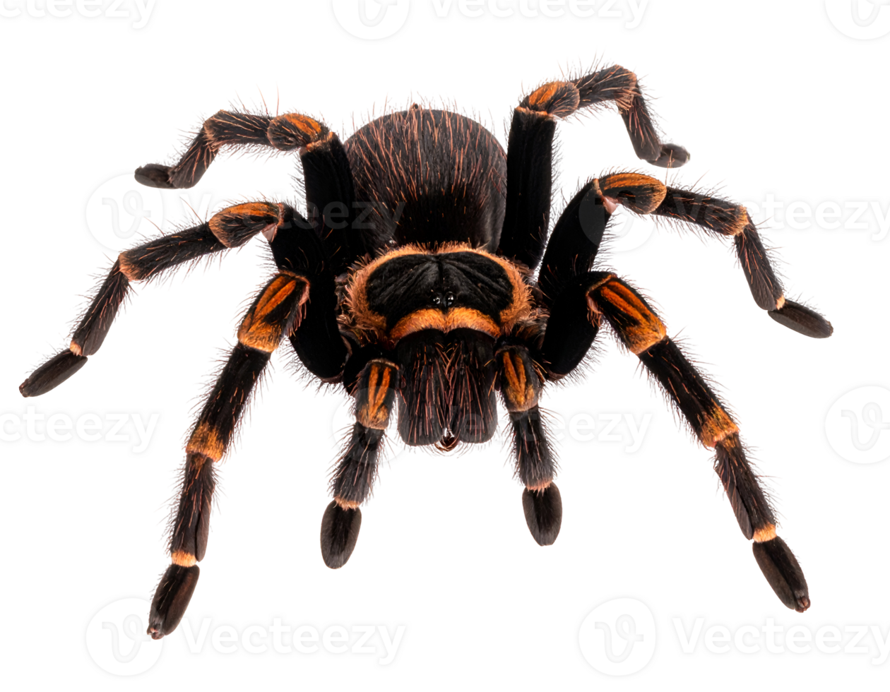 A captivating tarantula showcases its formidable size and distinctive coloration. png