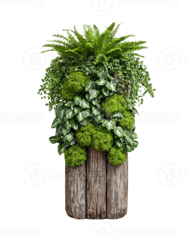 Lush Green Fern and Leafy Plant Arrangement in Wooden Base Display png