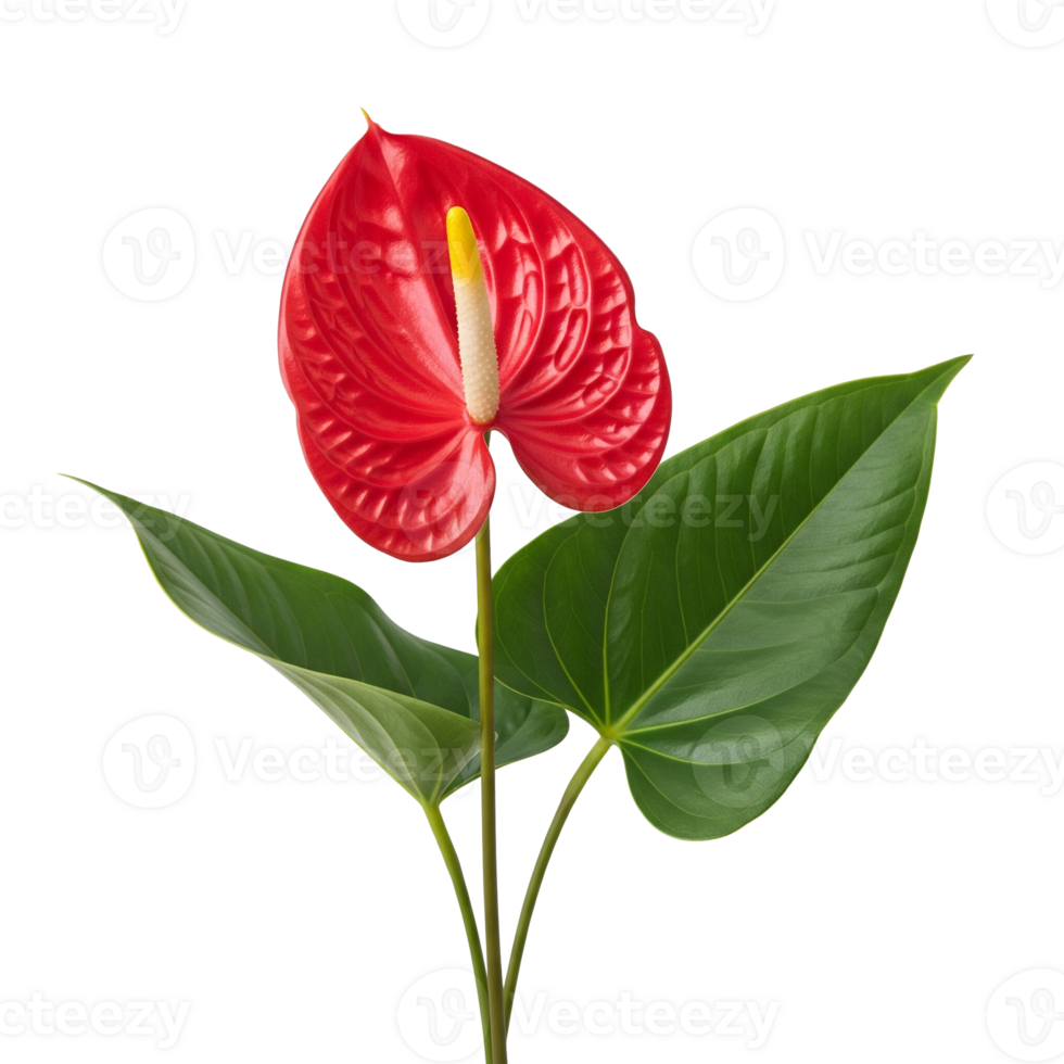 Vibrant Red Anthurium Flower With Yellow Spadix And Green Leaves Isolated On Transparent Background png