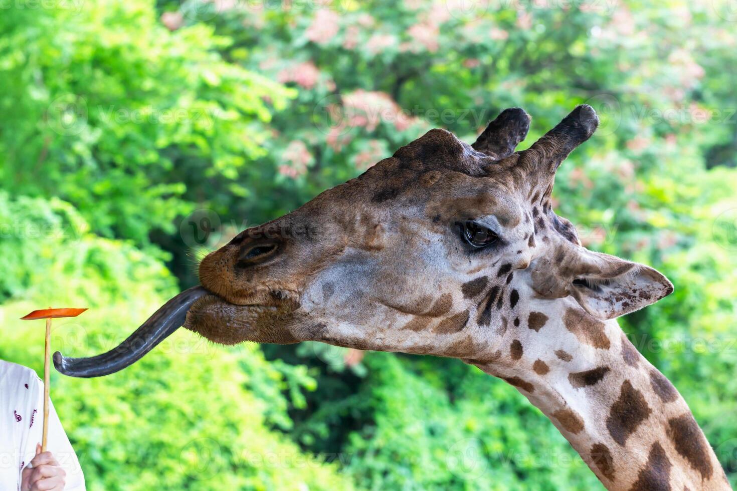 Safari. Giraffe with distinctive spots is extending its long tongue towards to carrots held by person, surrounded by vibrant greenery, creating engaging interaction in natural setting photo