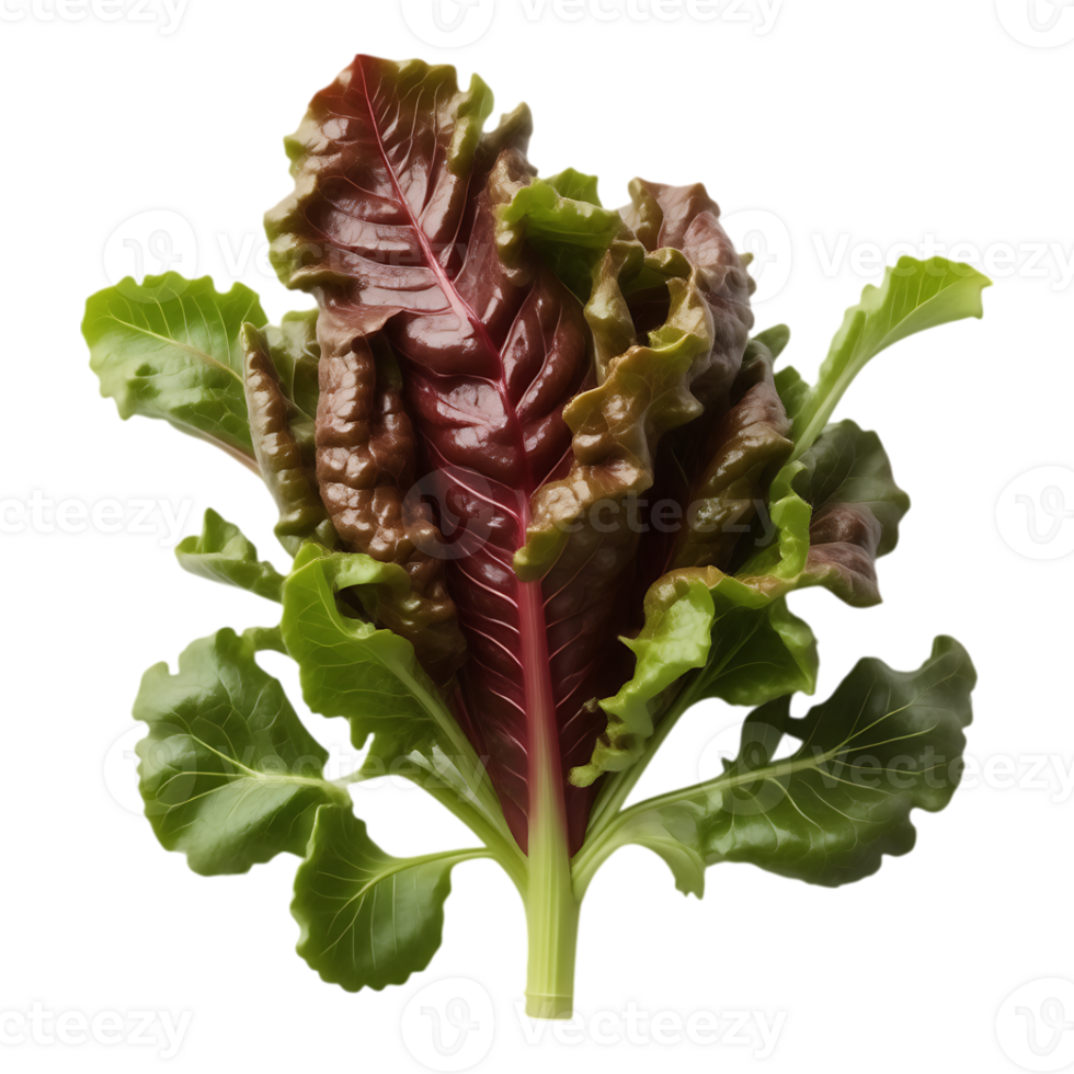Fresh Red Lettuce with Green Edges Healthy Leafy Greens png
