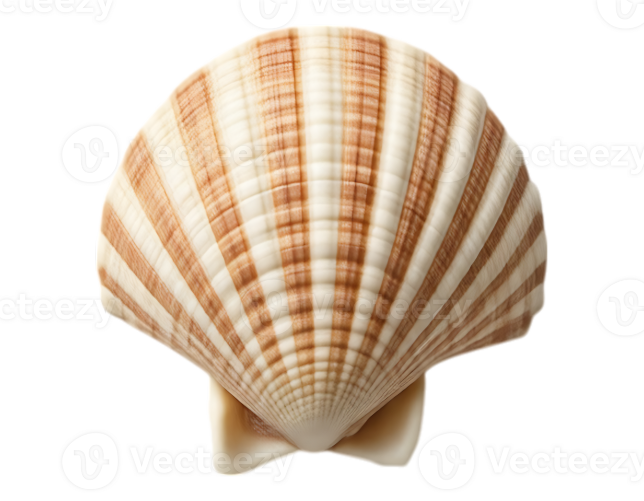 Detailed Seashell Image with Striated Texture png