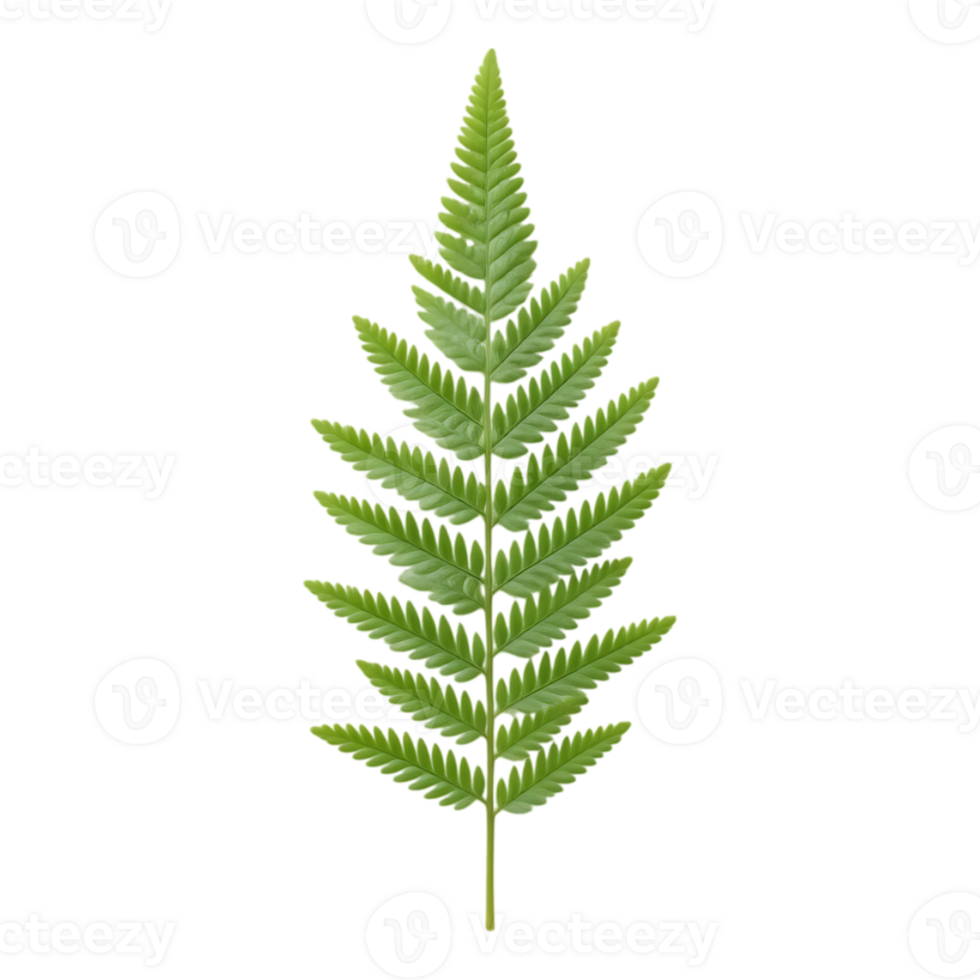 Green Fern Frond Isolated on Transparent Background png
