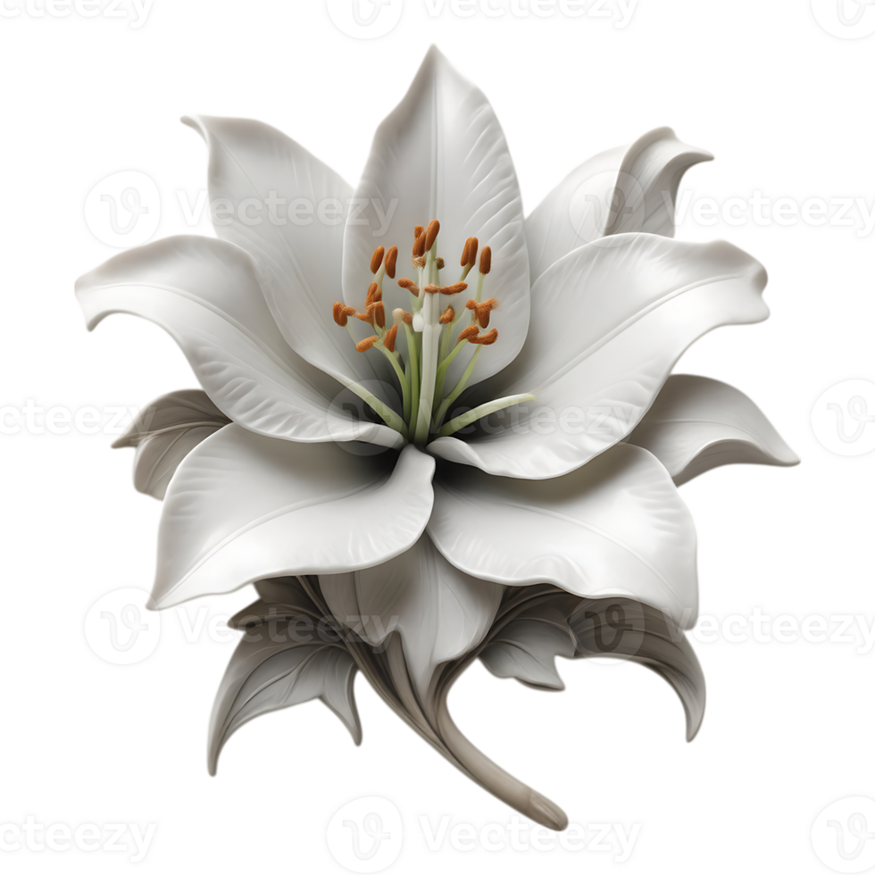 Elegant White Lily Flower Isolated on Transparent Background png