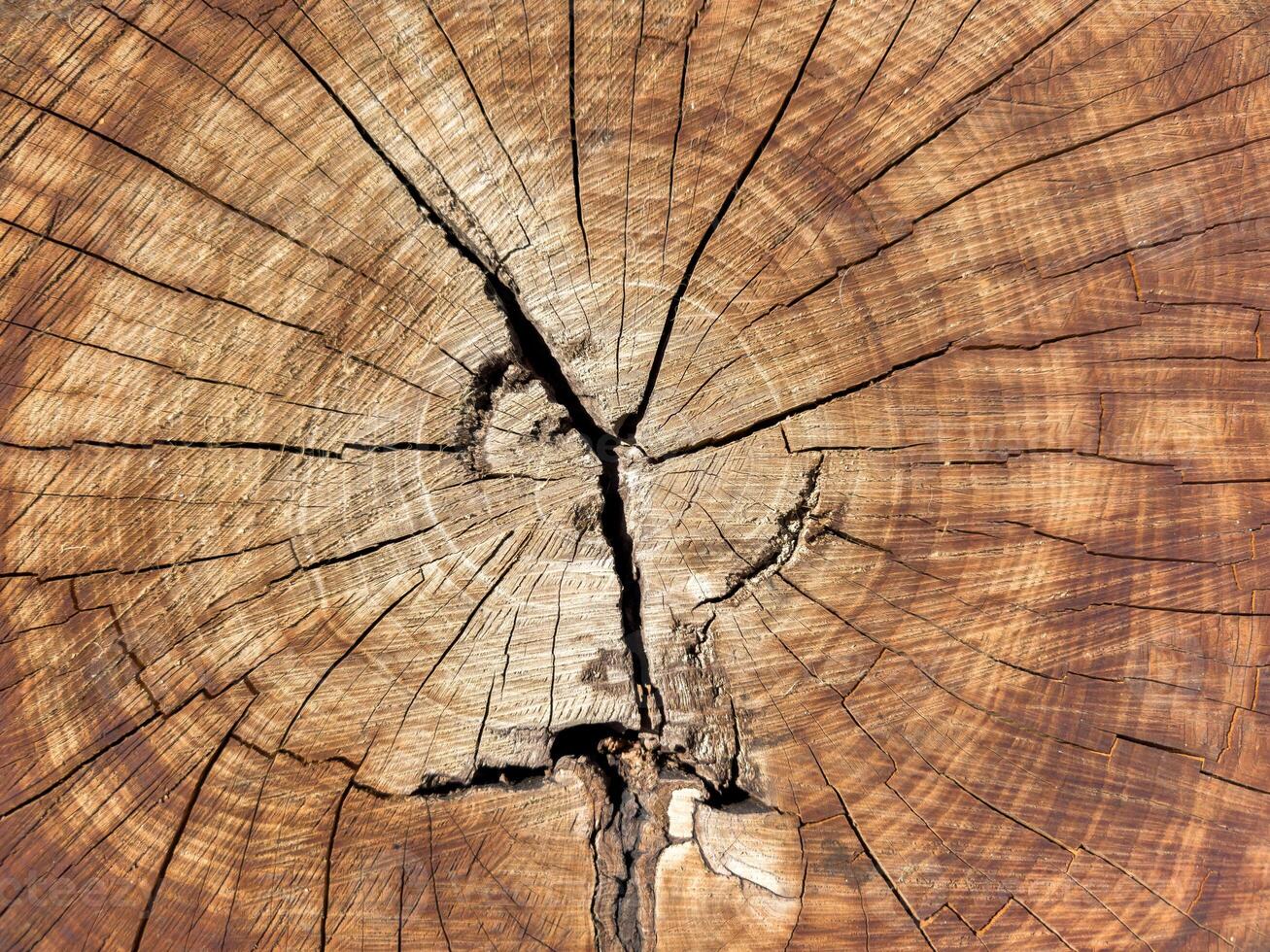 Background of wood in section, tree bark. A large piece of wood with a hole in the middle. A large piece of wood with a hole in the middle. The wood is split in half photo