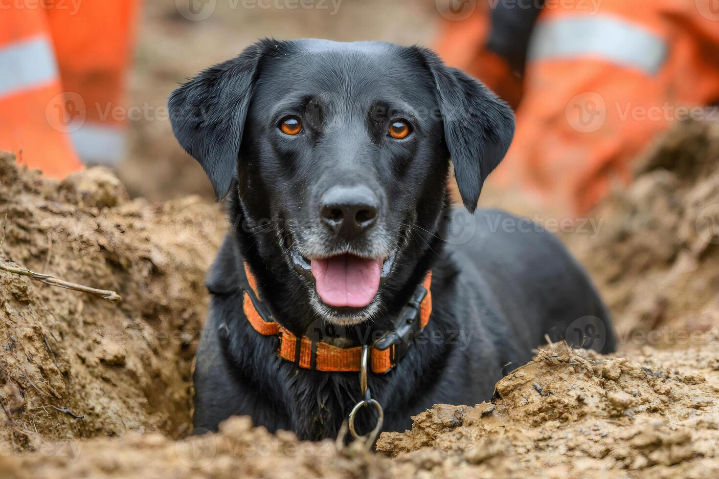 Search and rescue dog is looking from a hole dug in the ground photo