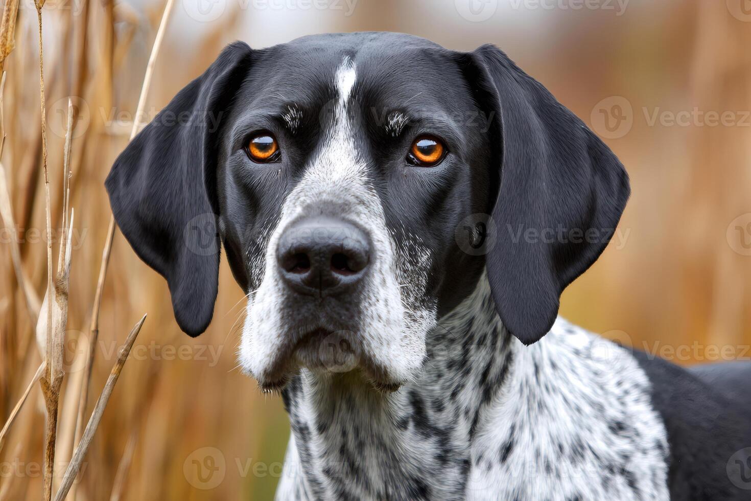 Hunting dog looking intensely with amber eyes and blurred background photo