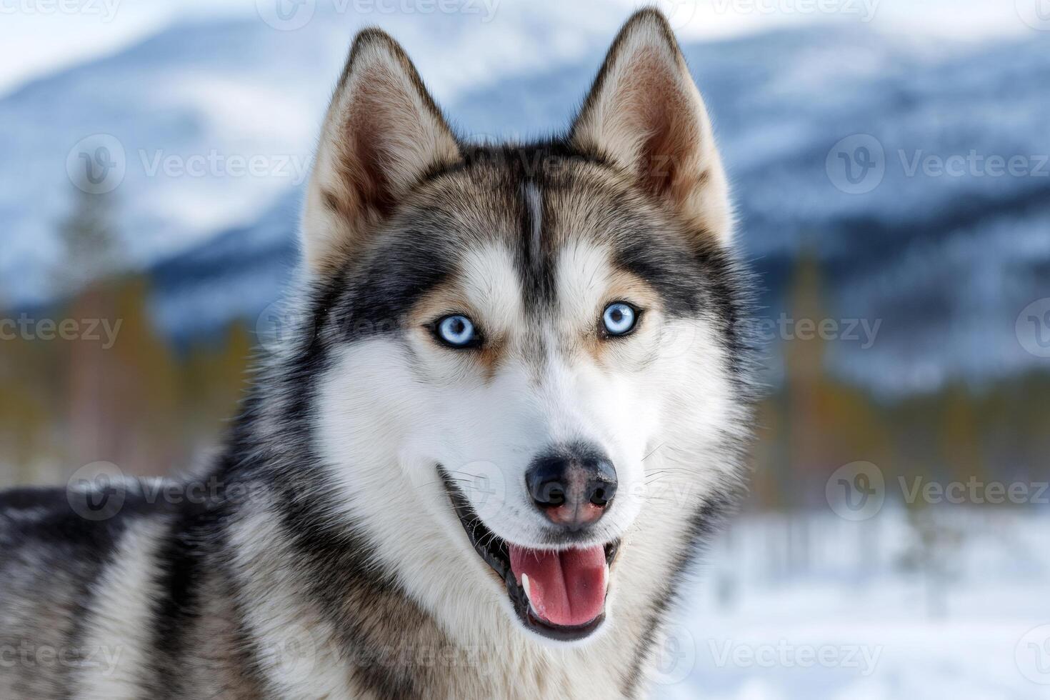 Siberian husky dog enjoying winter wonderland and smiling photo