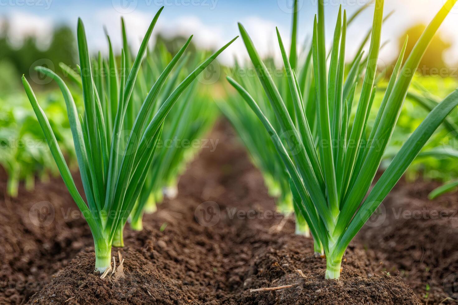 Green onions growing in fertile soil under sunlight on farm photo