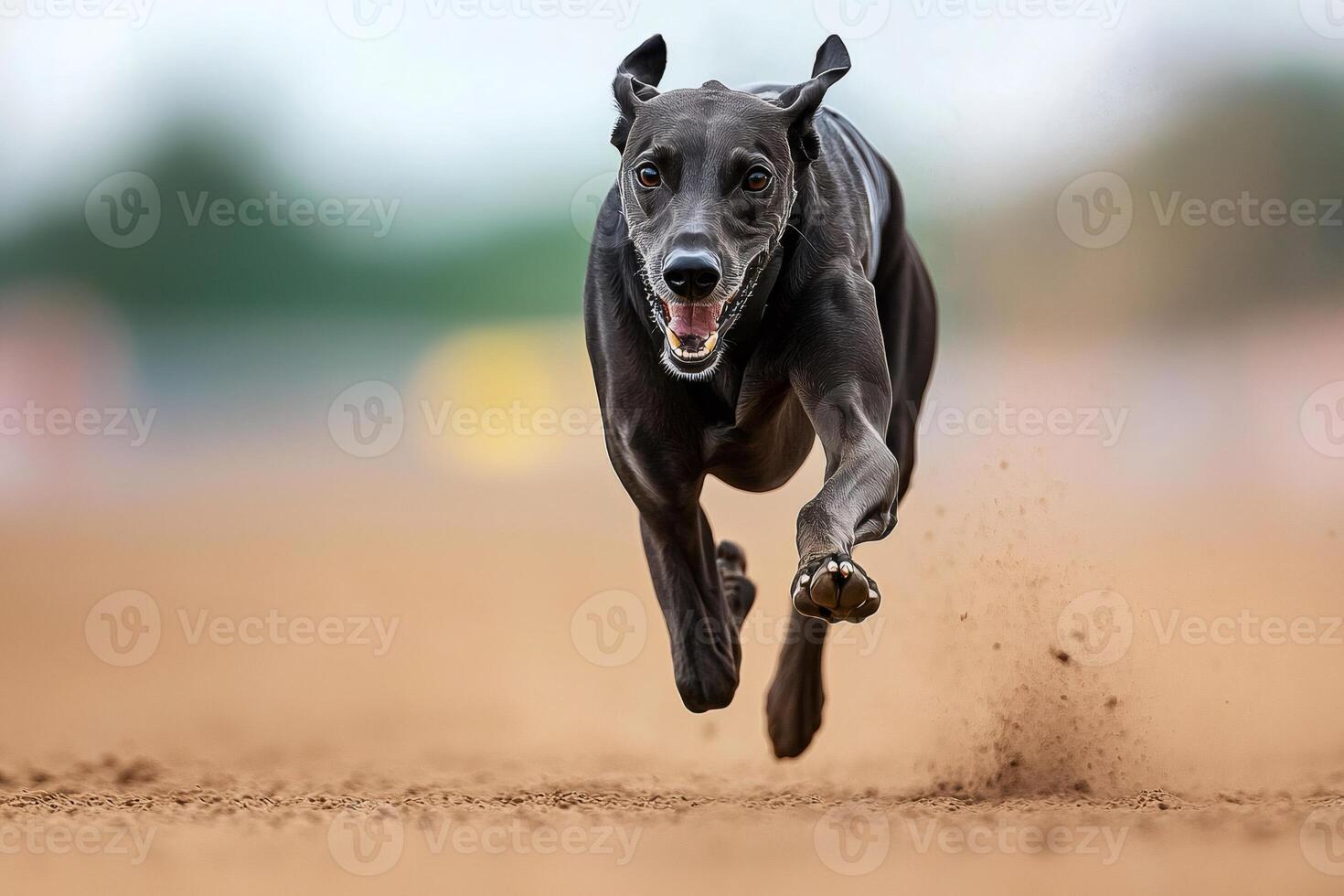 Greyhound running fast on the sand track during a race photo