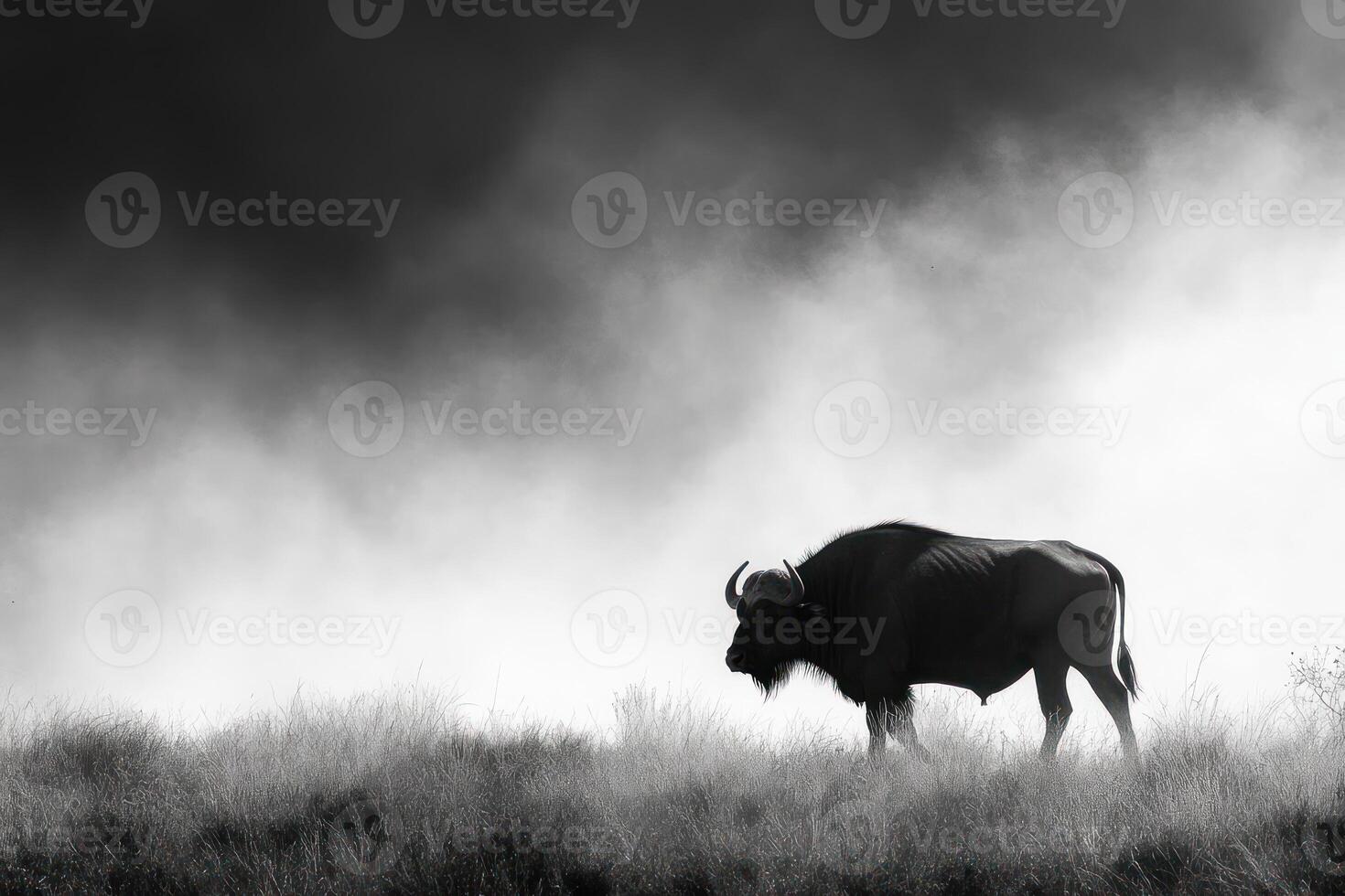 A black and white photo of a buffalo standing in the fog