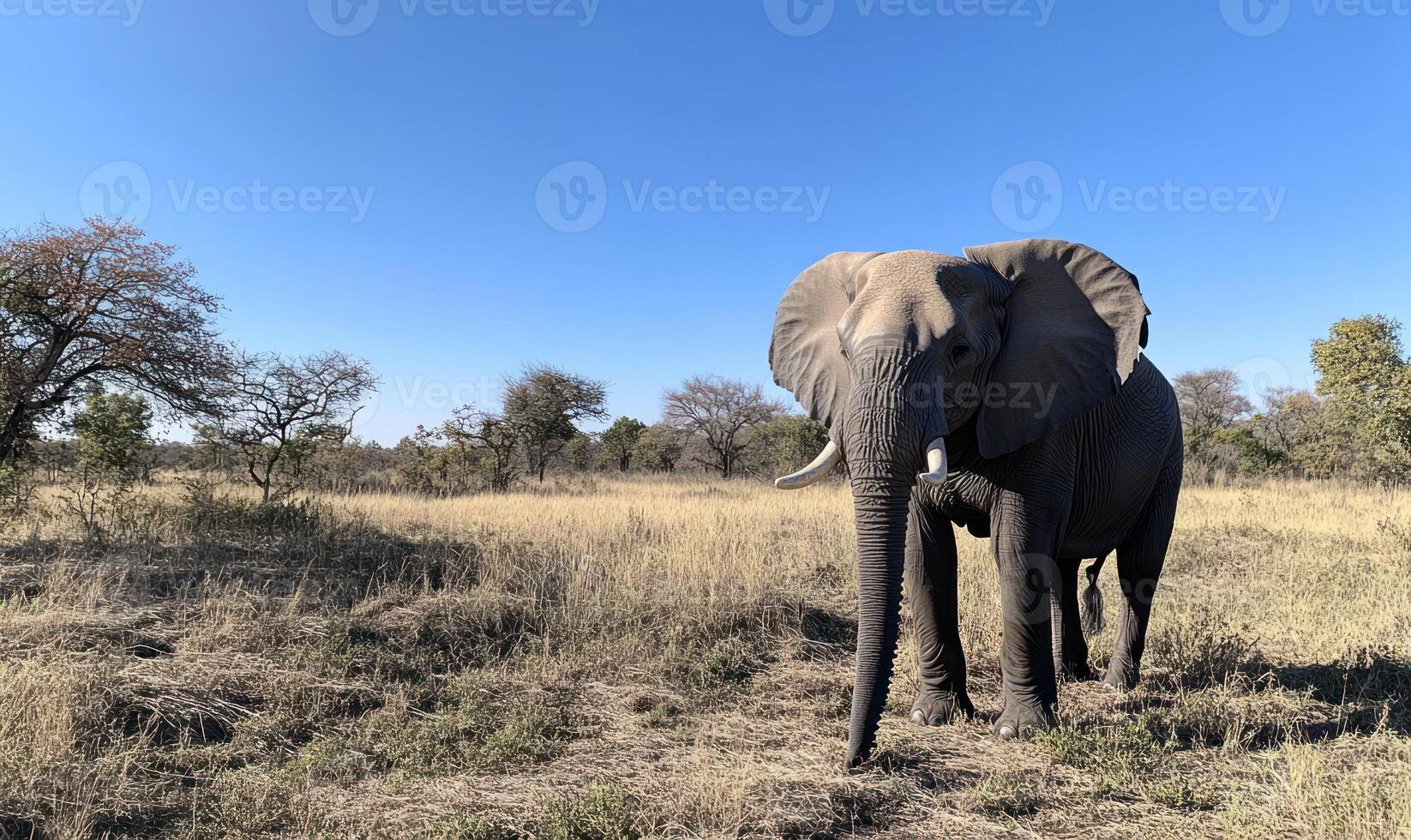 An elephant standing in a field with a tree in the background photo