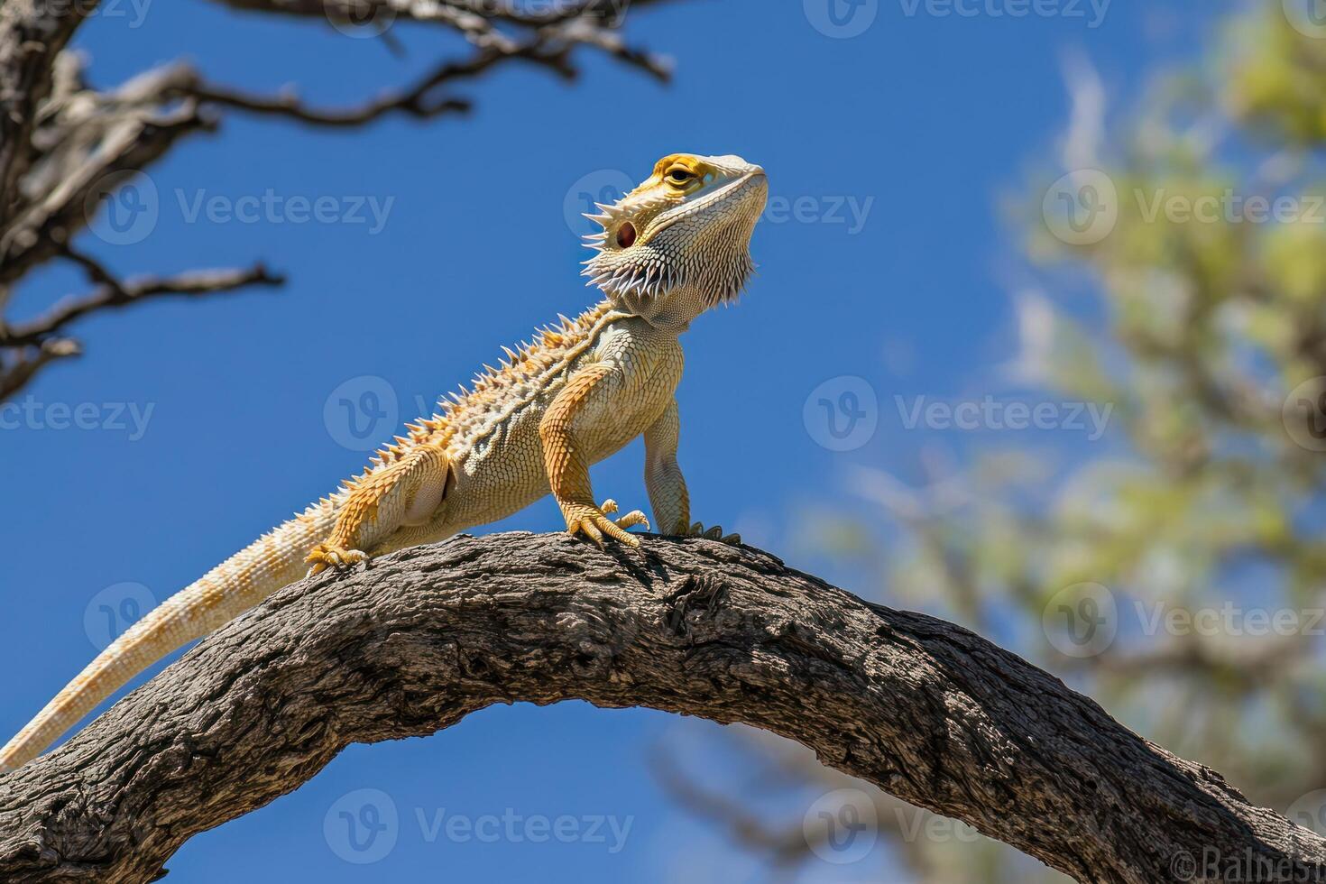A lizard sitting on a branch of a tree photo