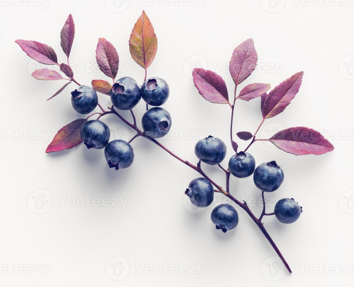 Close-up of fresh blueberries on a branch photo