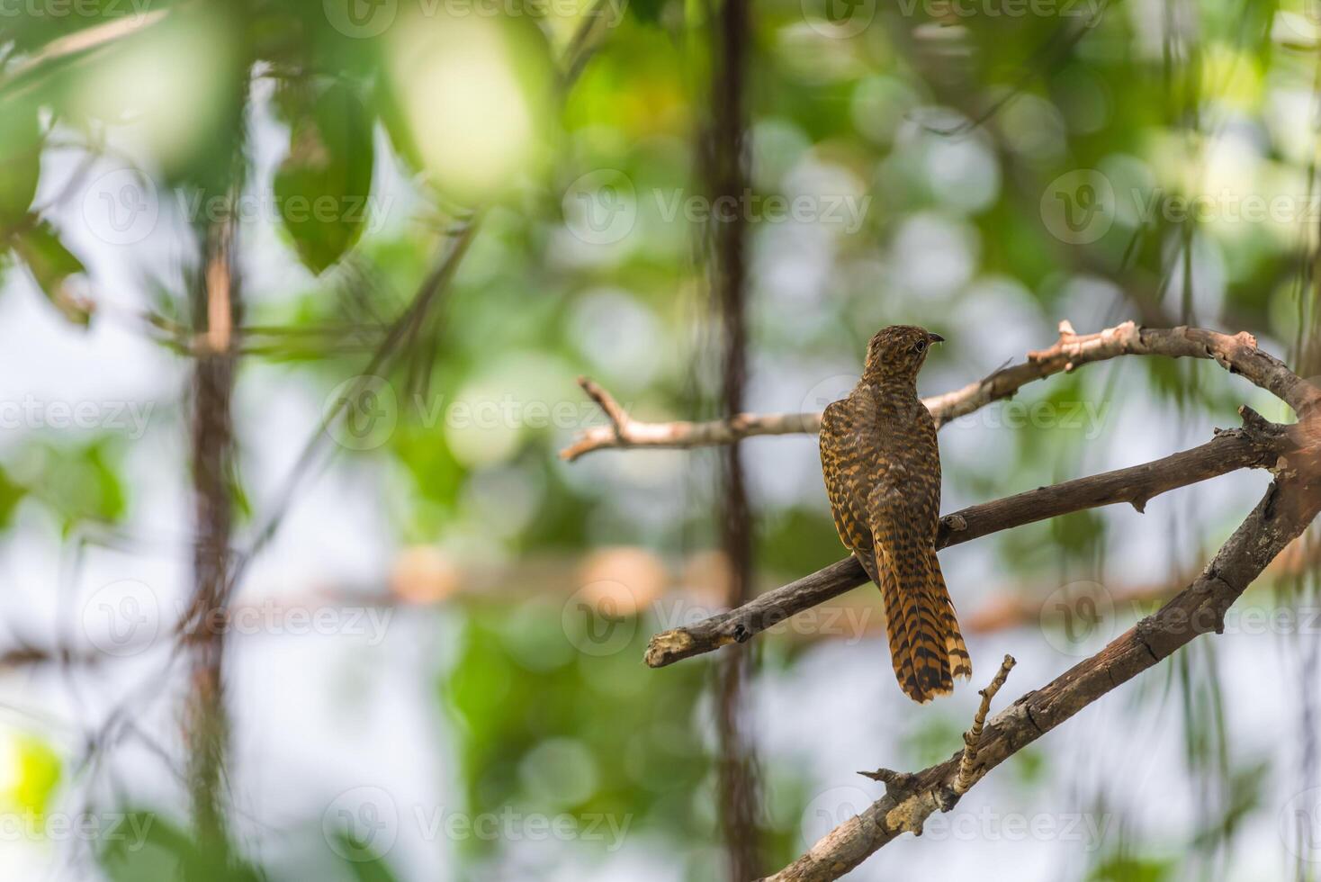 A brown bird is perched on a branch in the forest photo