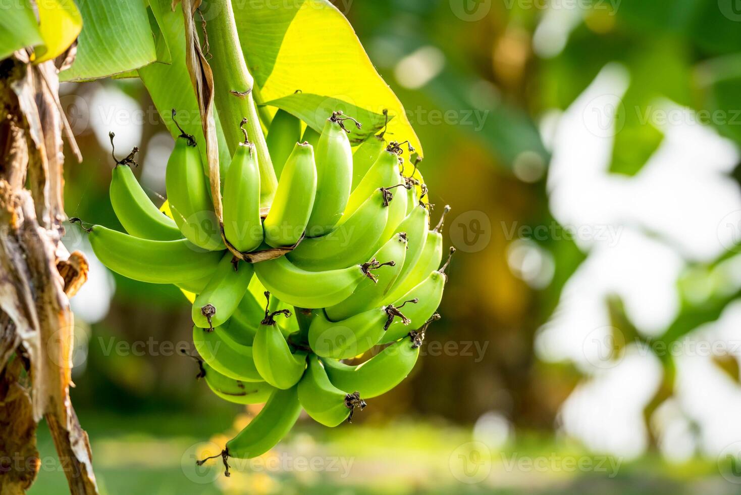 A bunch of green bananas hanging from a tree photo