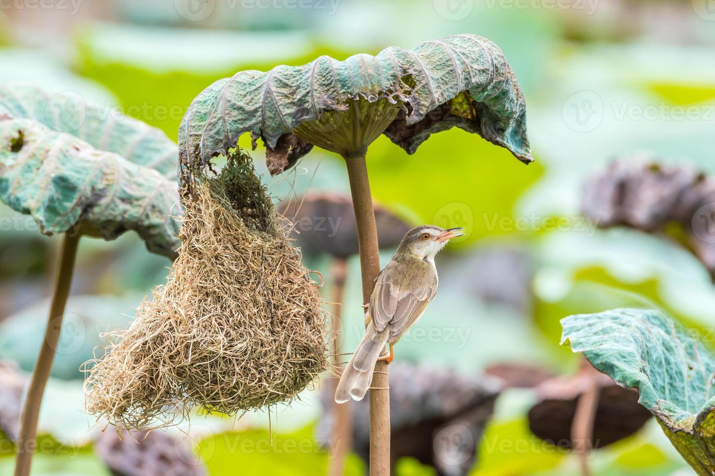 A bird is sitting on a nest in a tree photo