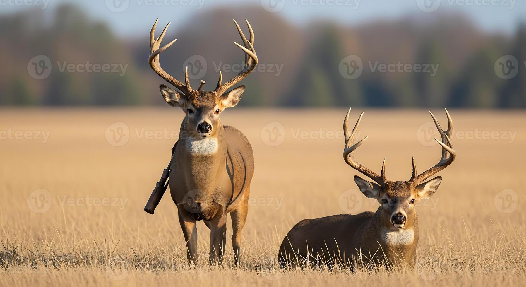 Two deer are standing in a field with their antlers photo