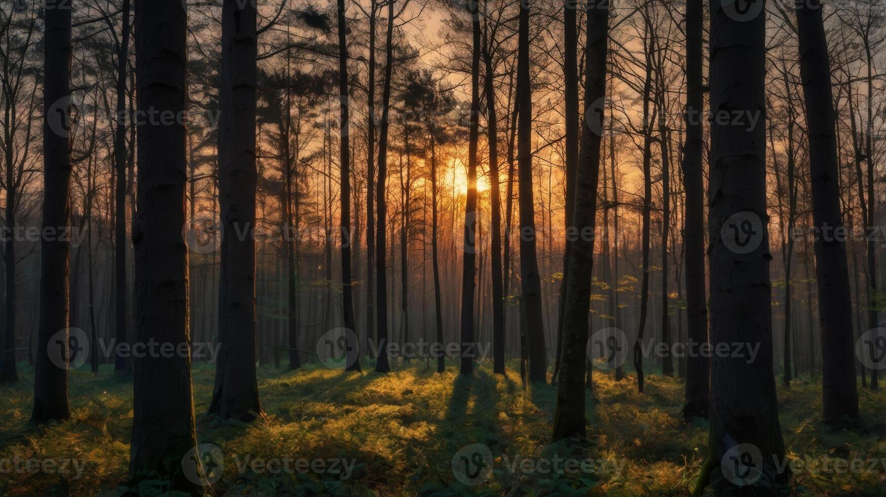 Enchanting Sunlight Filtering Through Tall Trees in a Dense Forest Landscape photo
