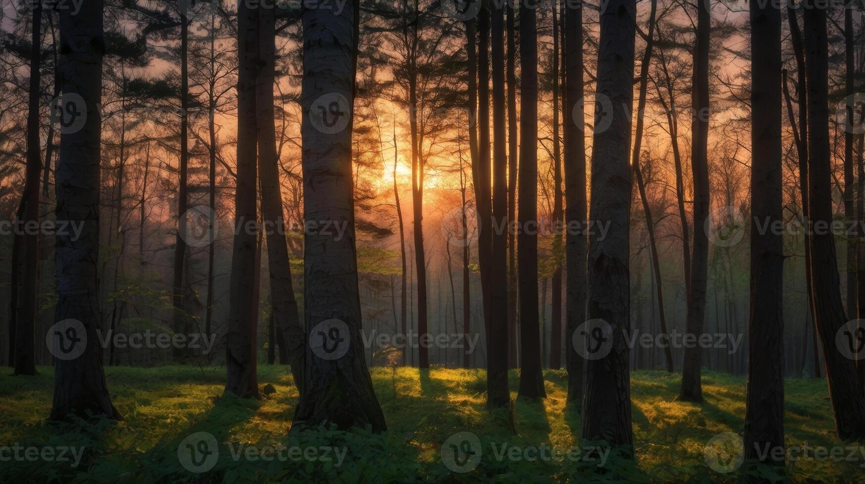 Mystical Forest Landscape with Golden Sunlight Streaming Through Trees at Sunset photo
